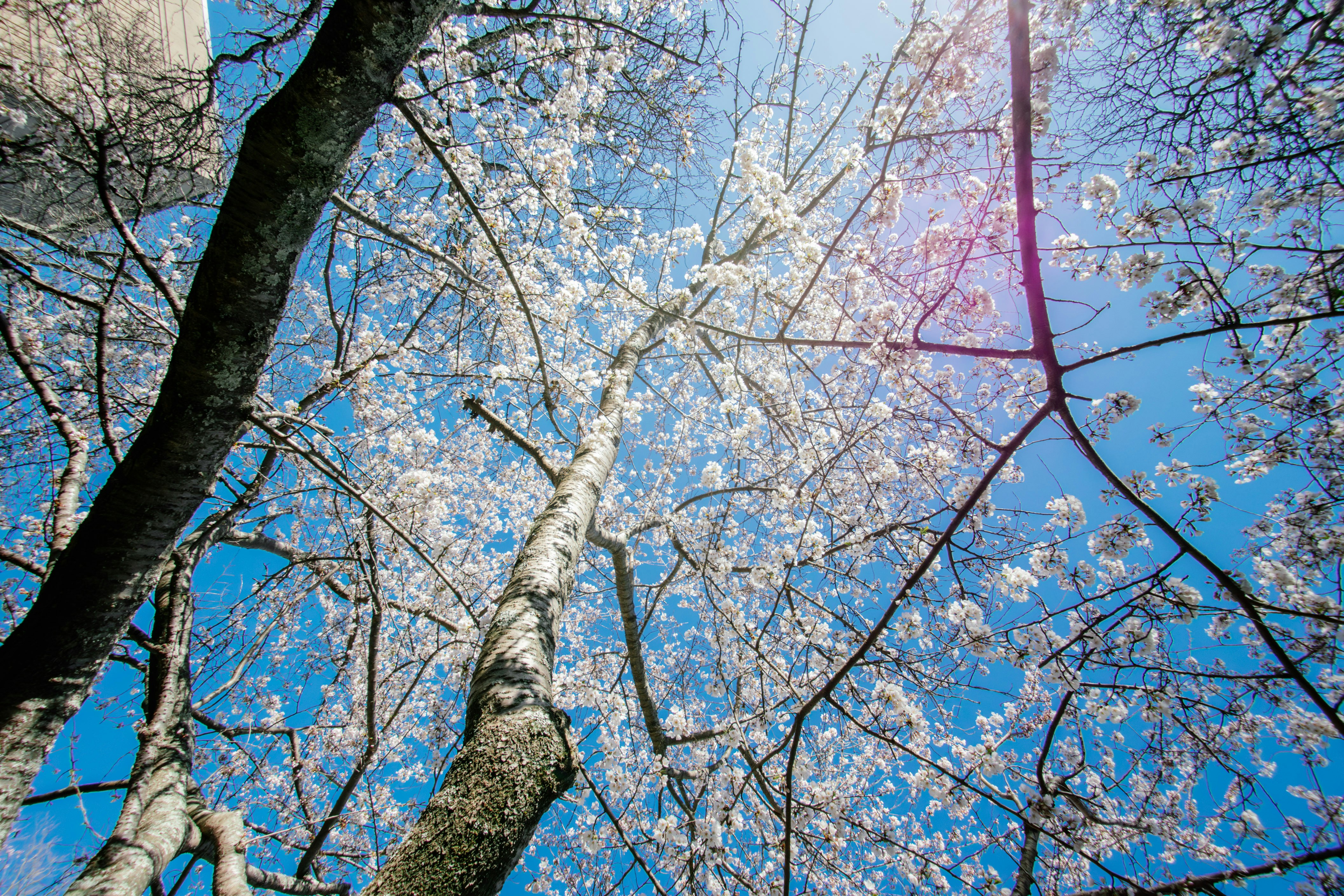 Kirschblüten blühen vor einem strahlend blauen Himmel