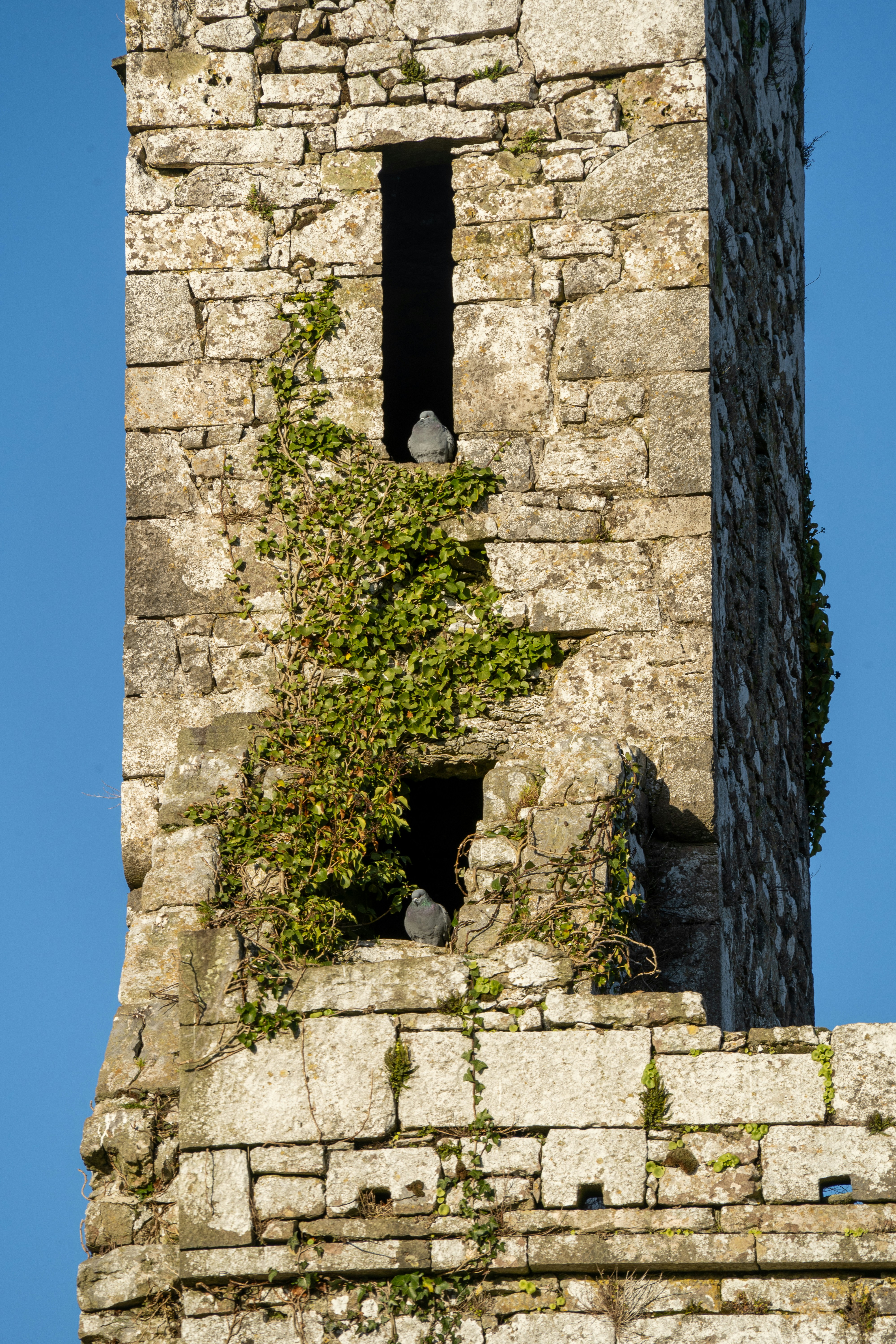 Sometimes you just need a place to perch and watch the world—like this pigeon chilling on an ancient Irish abbey tower. Peace found in unexpected corners. 🕊️