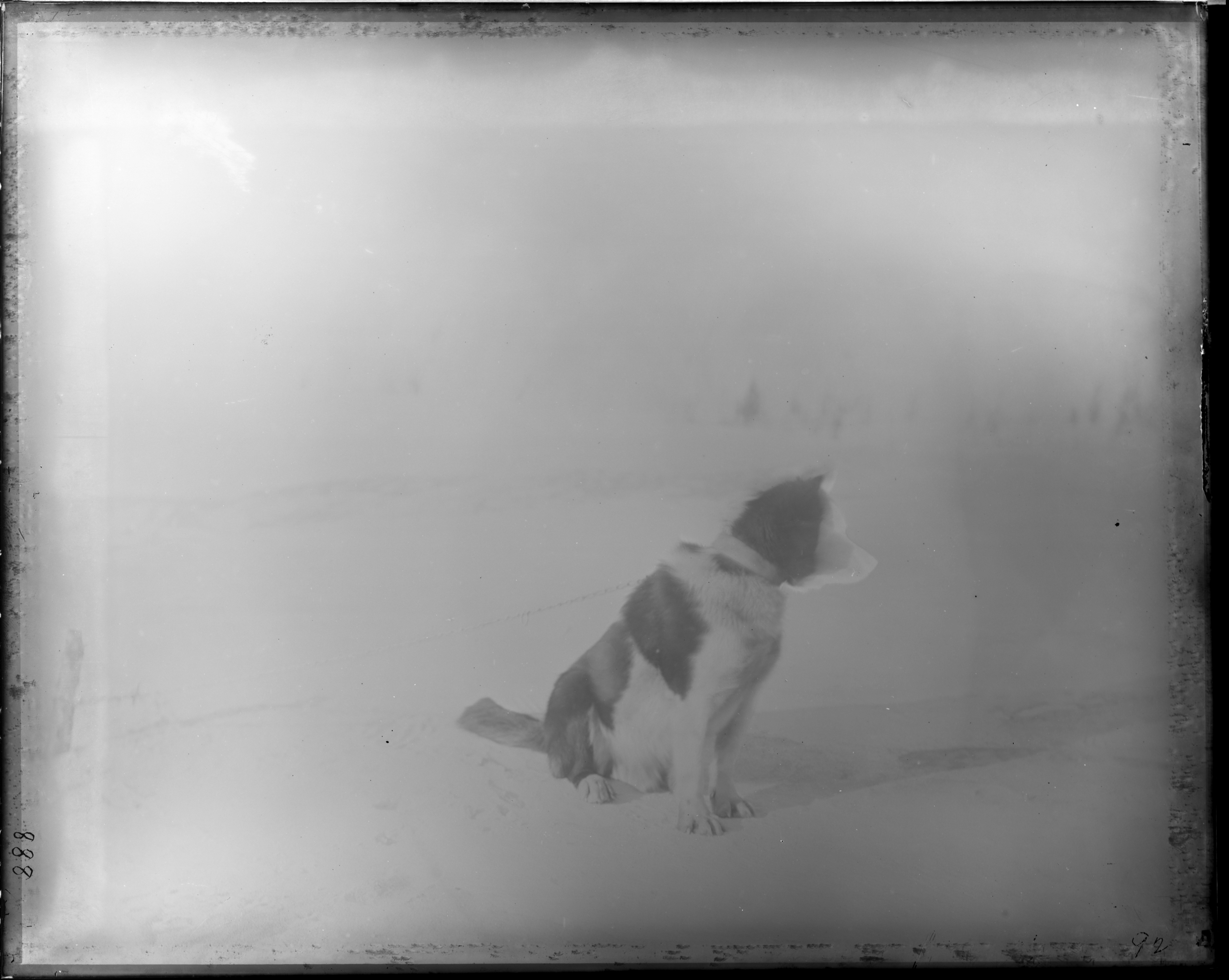 illustrazione di un cane amichevole e un gatto misterioso fianco a fianco, con colori onirici