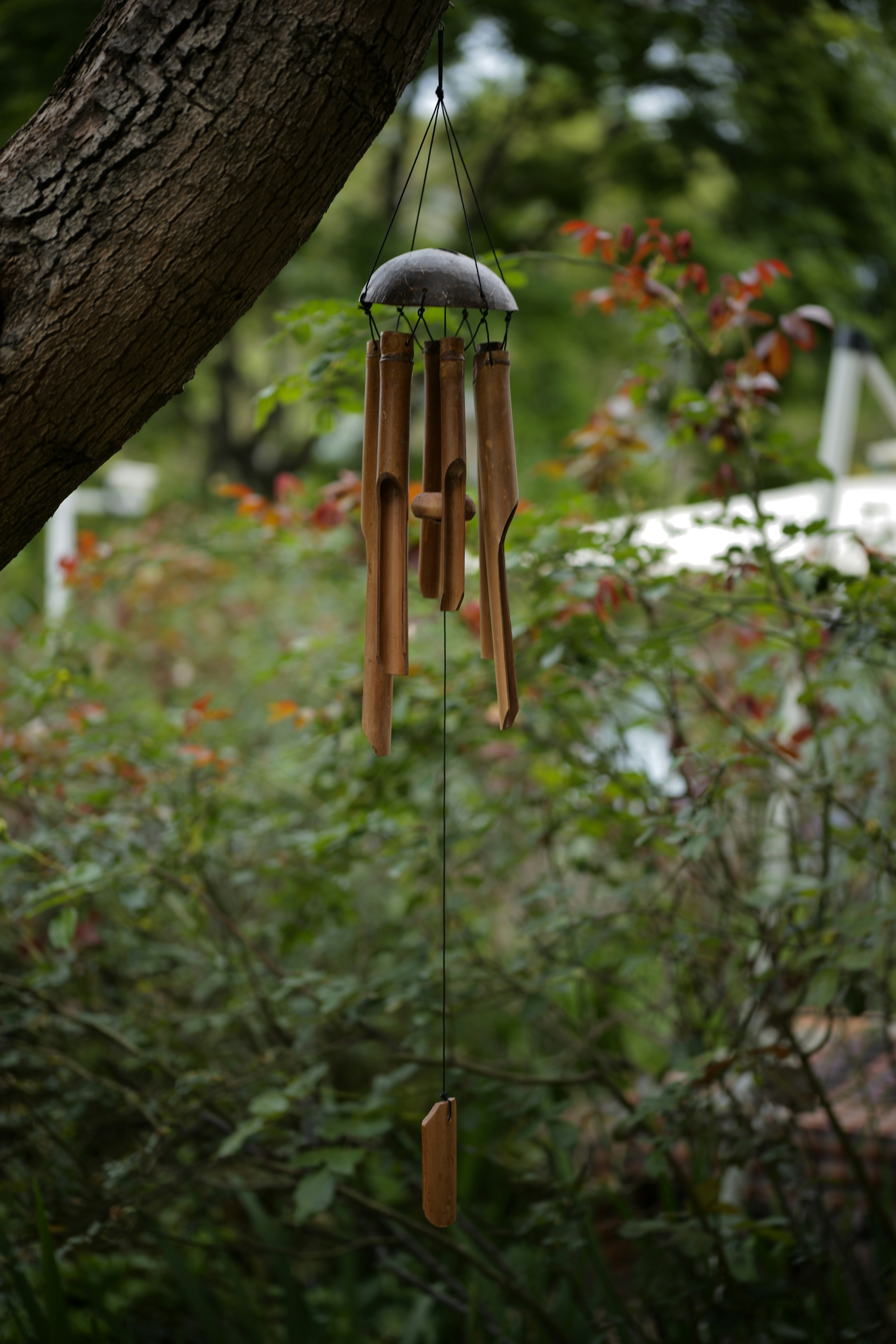 Bamboo wind chimes hanging from a tree branch.