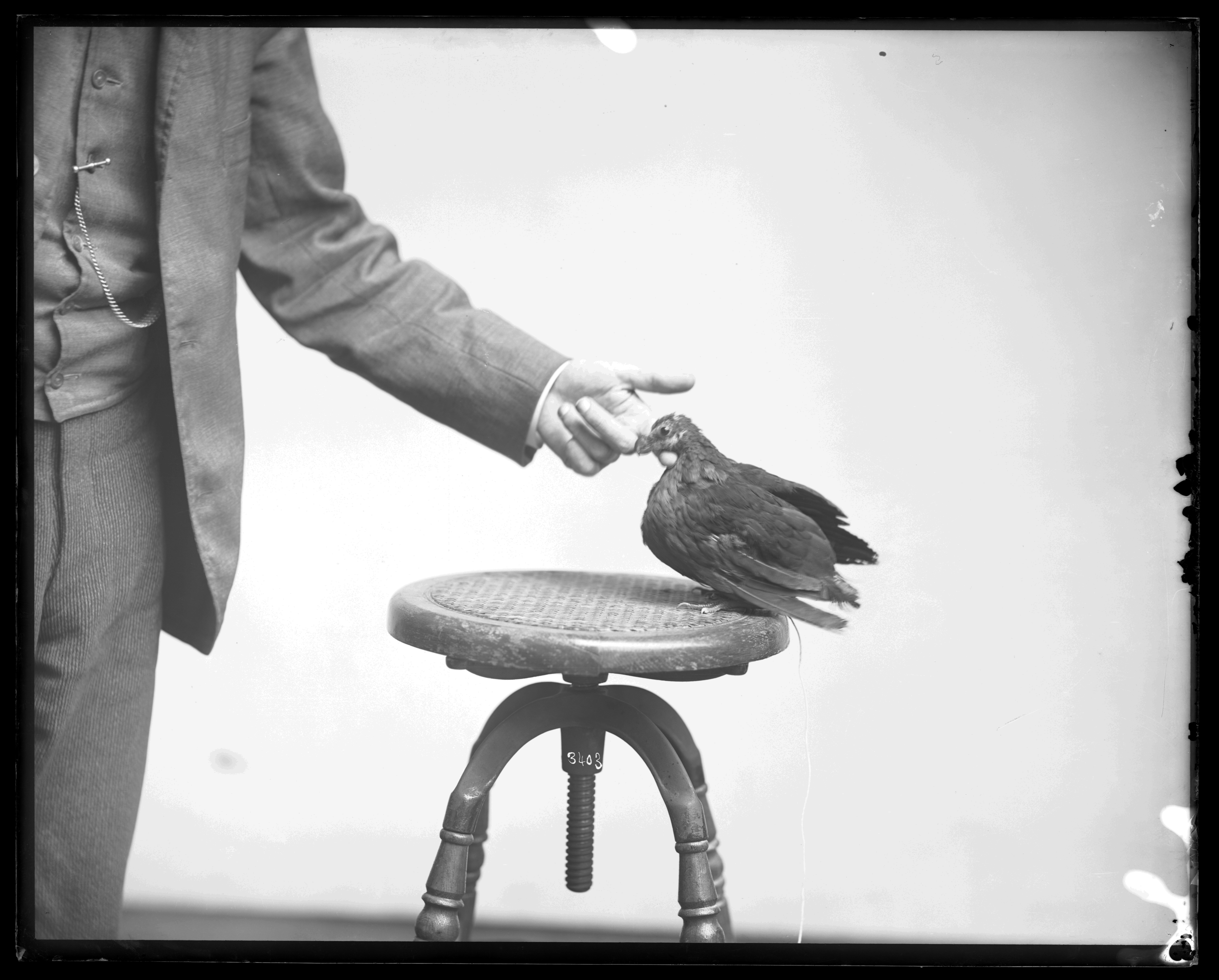 Man's hand feeding a bird on a stool photo – Free Bird Image on Unsplash