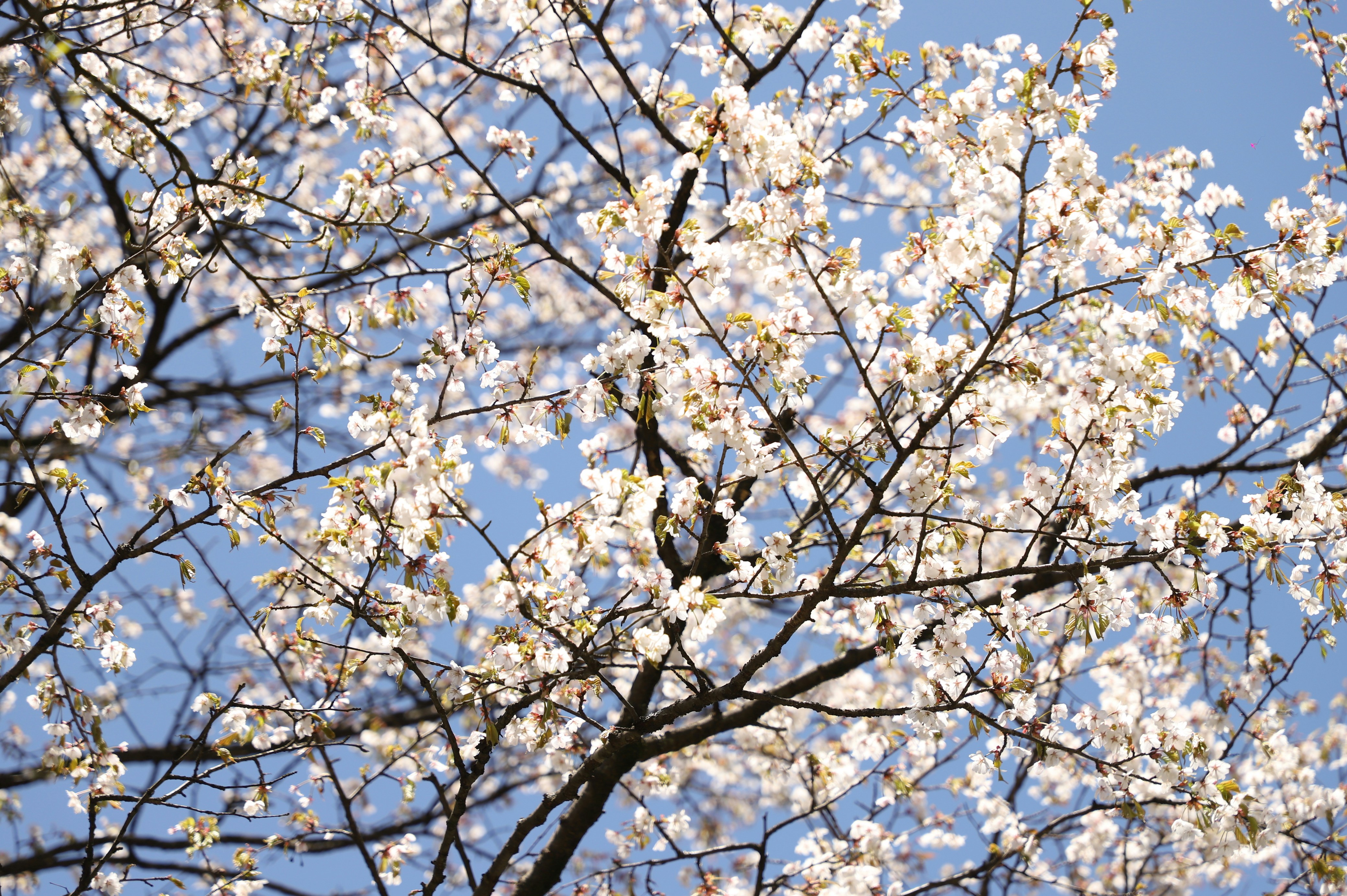 Photo by luellawong