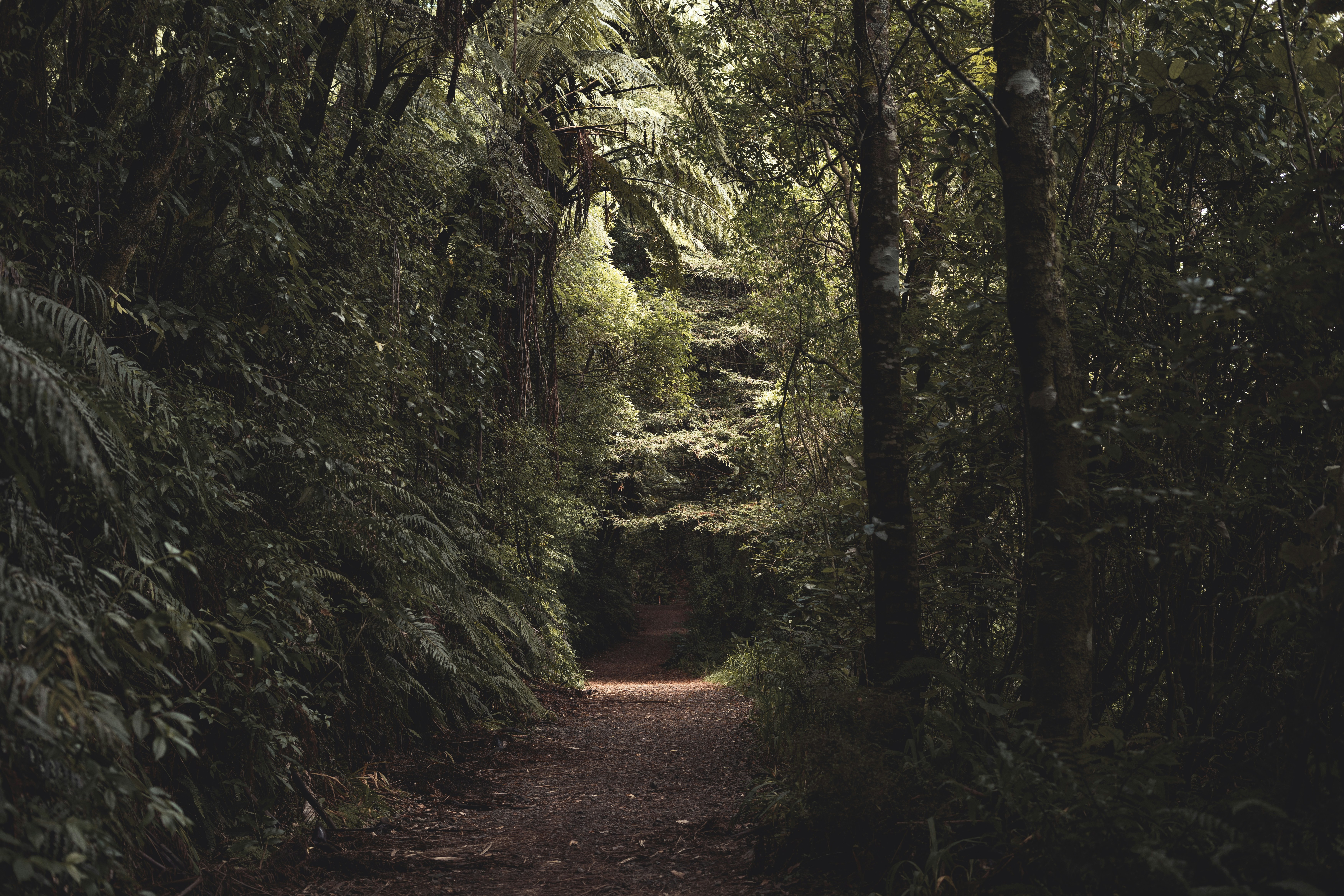A dark forest path leading into shadow
