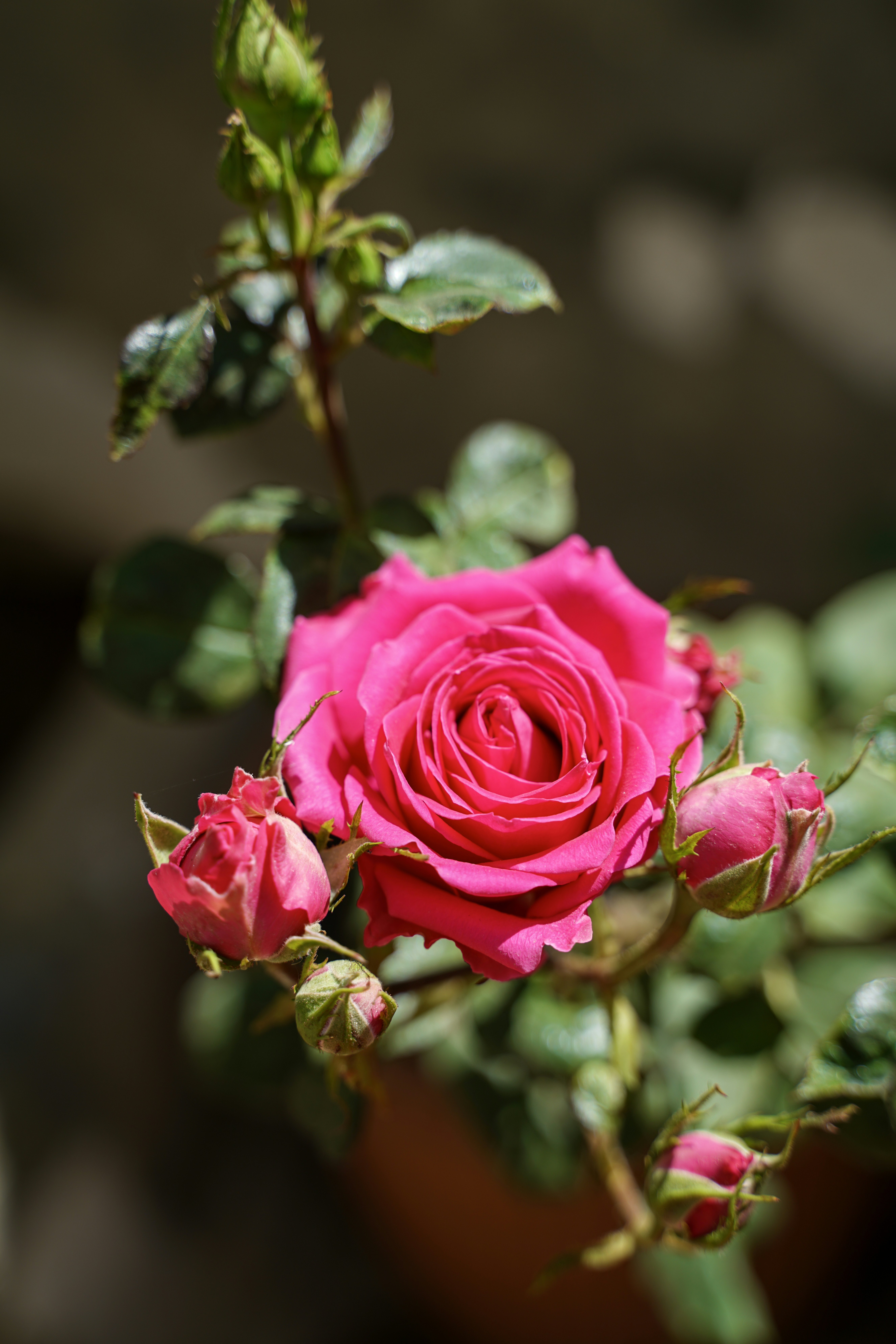 Une rose rose éclatante avec des bourgeons dans une lumière douce.