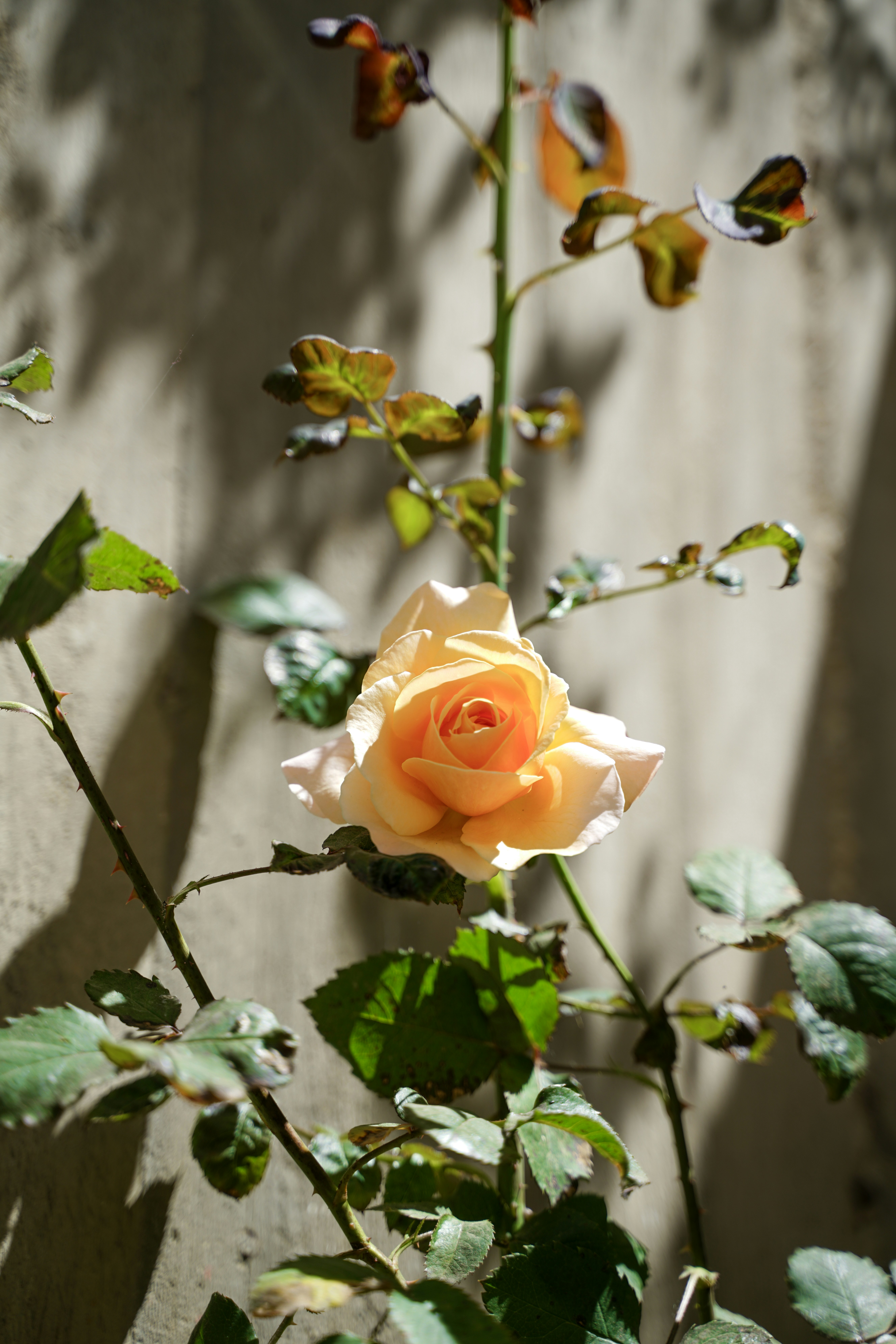 Une unique rose pêche fleurit contre un mur texturé.