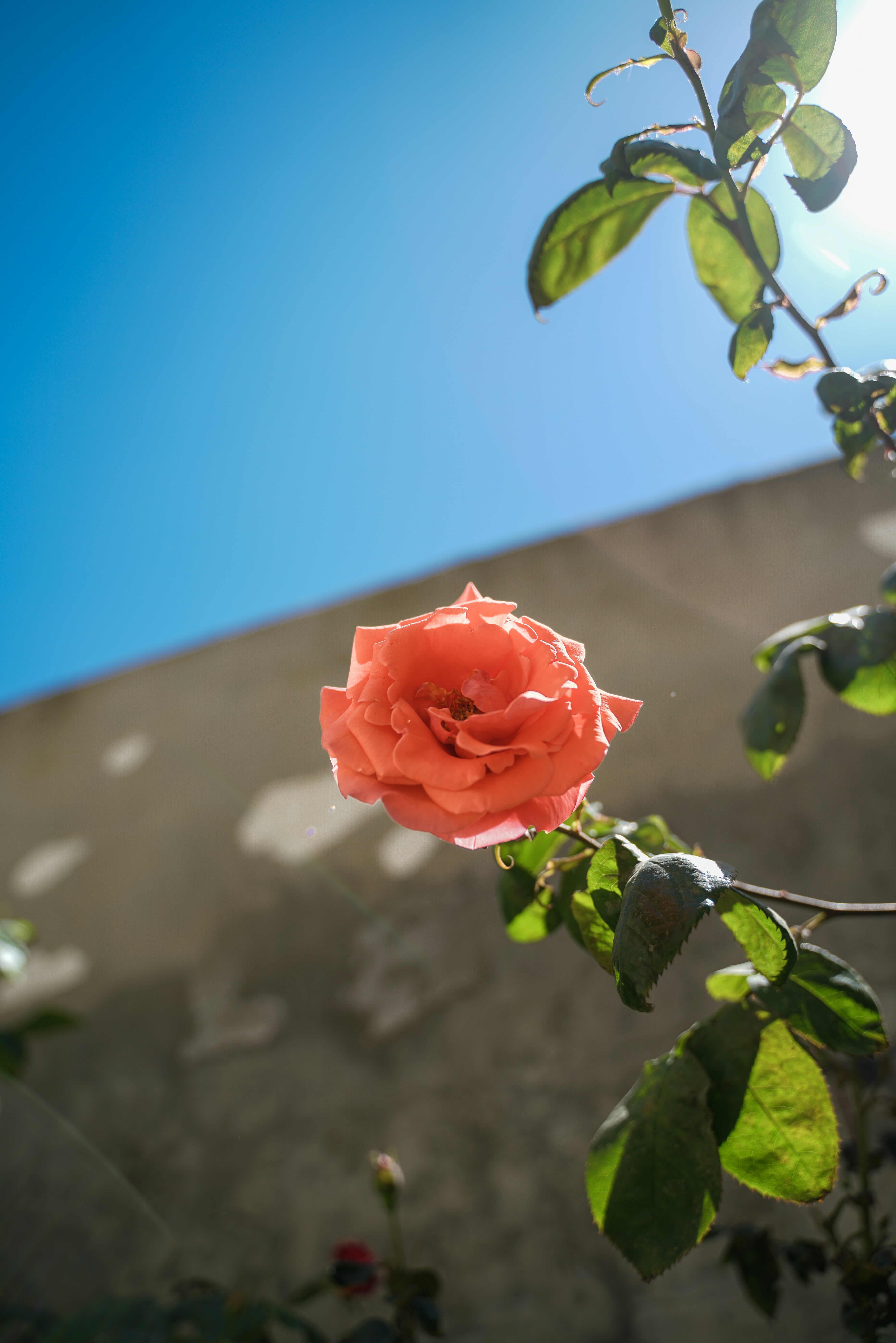Une unique rose corail fleurit dans un ciel bleu éclatant.