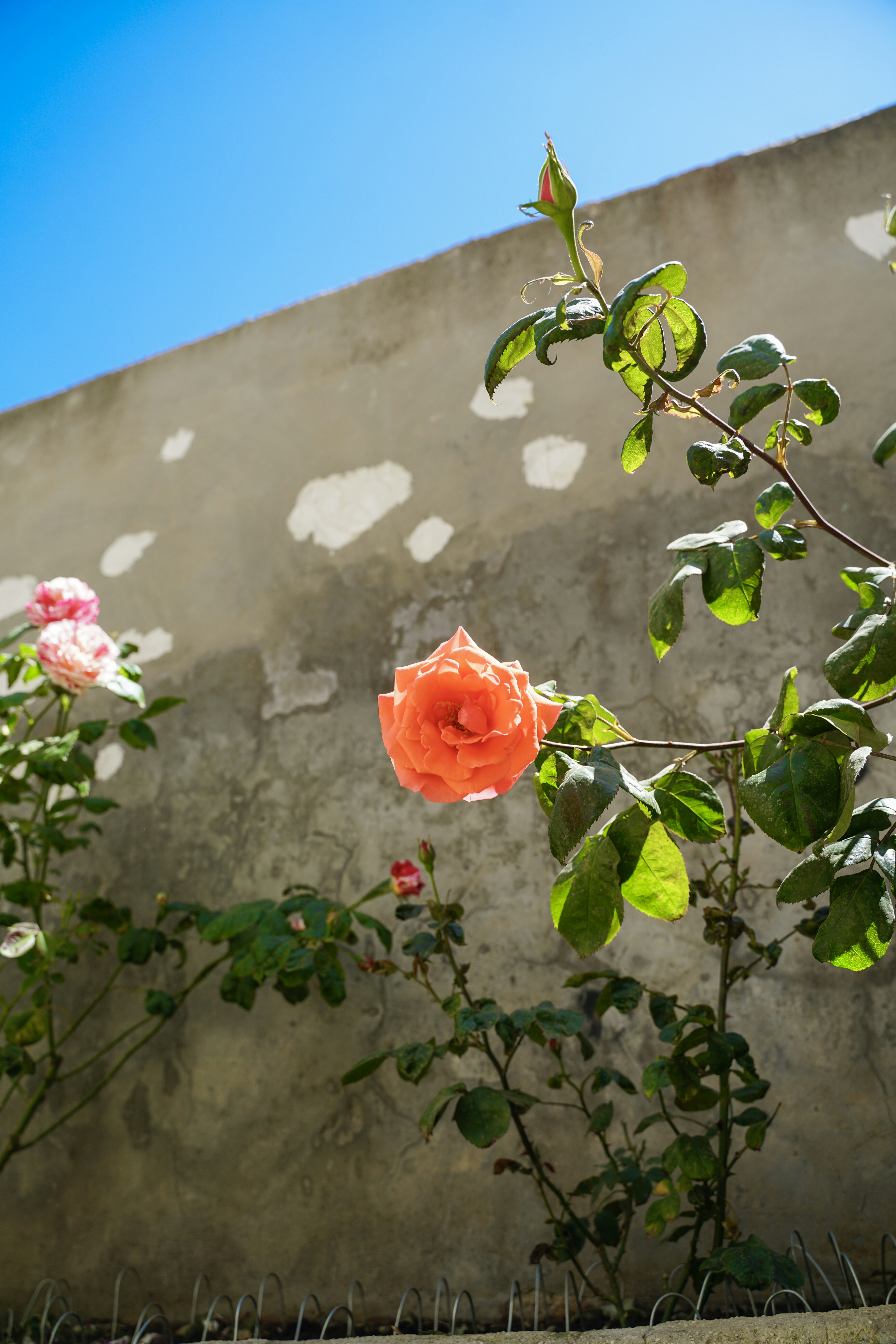 Une rose orange épanouissant contre un mur en béton