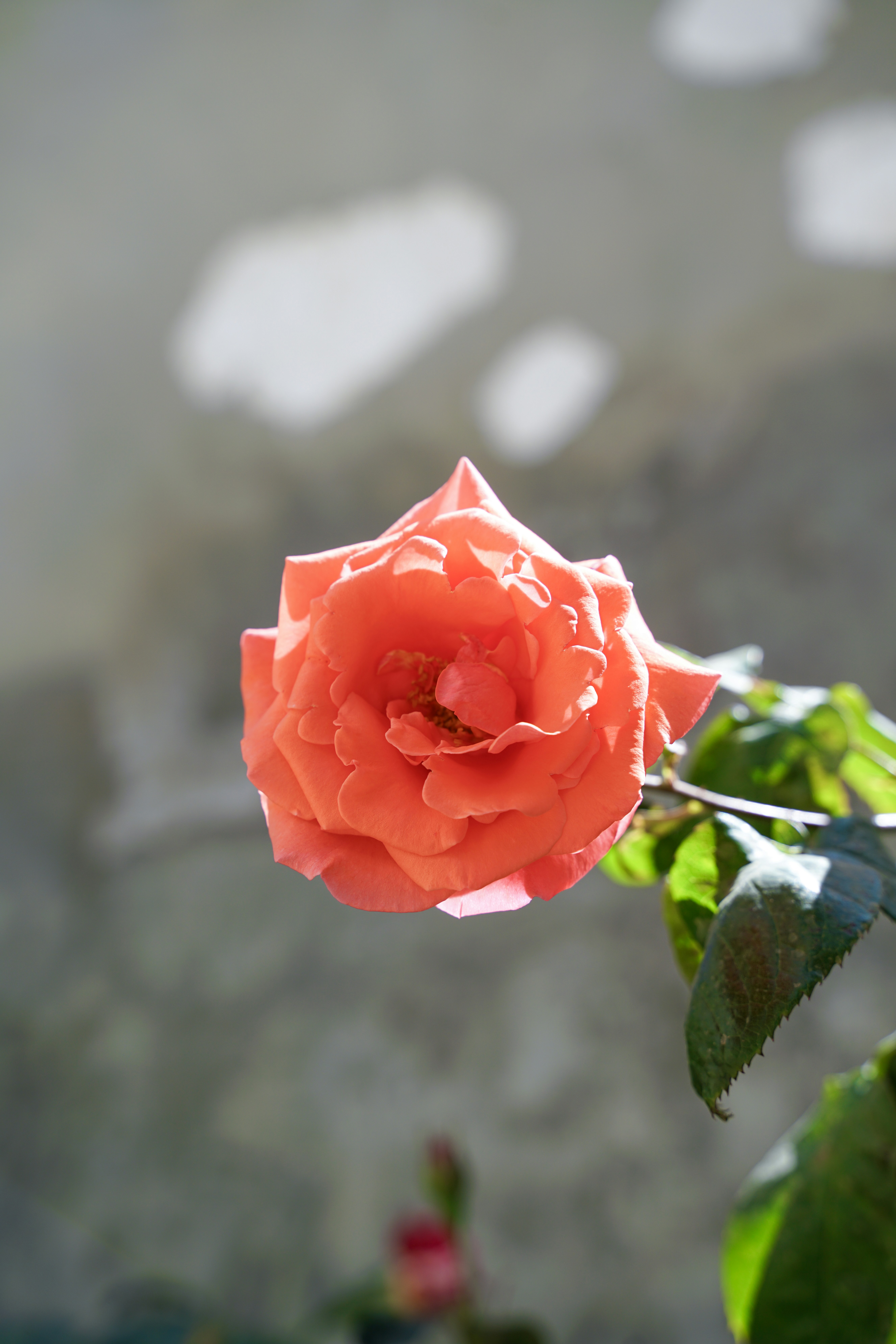 Une rose orange vibrante en fleur contre un mur texturé.