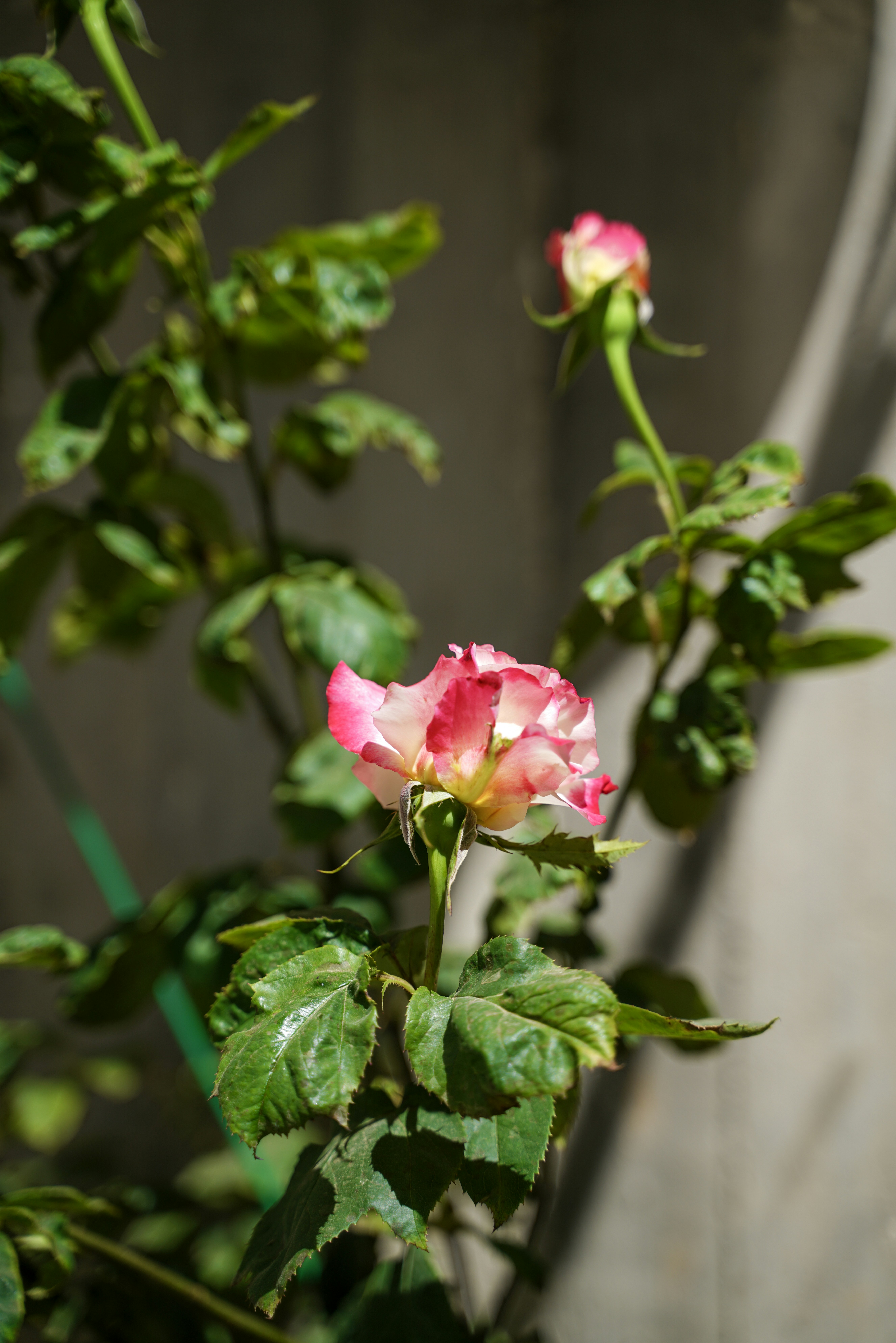 Une rose rose et blanche fleurit sur une tige verte.