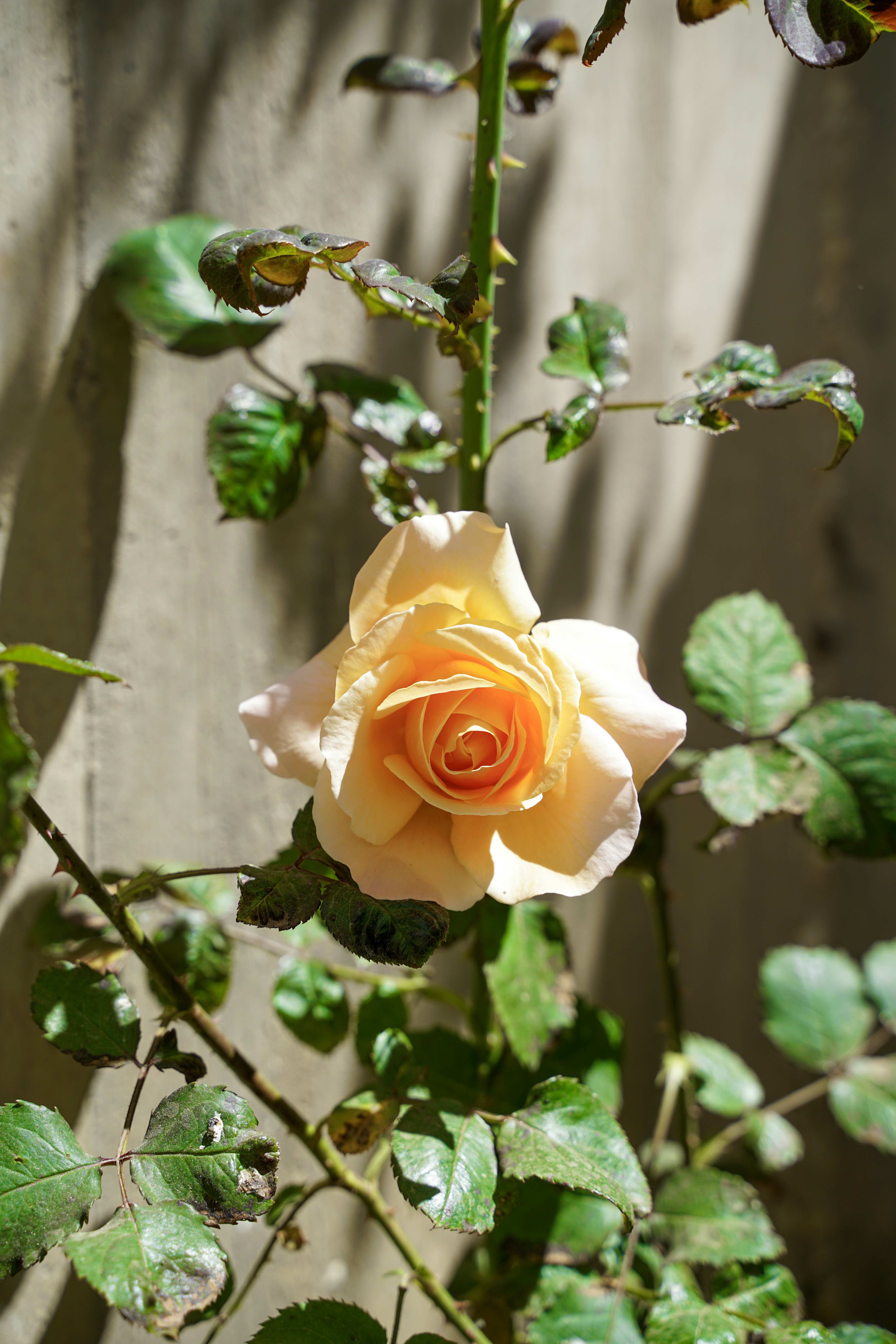 Une délicate rose pêcher fleurit sur une tige épineuse.