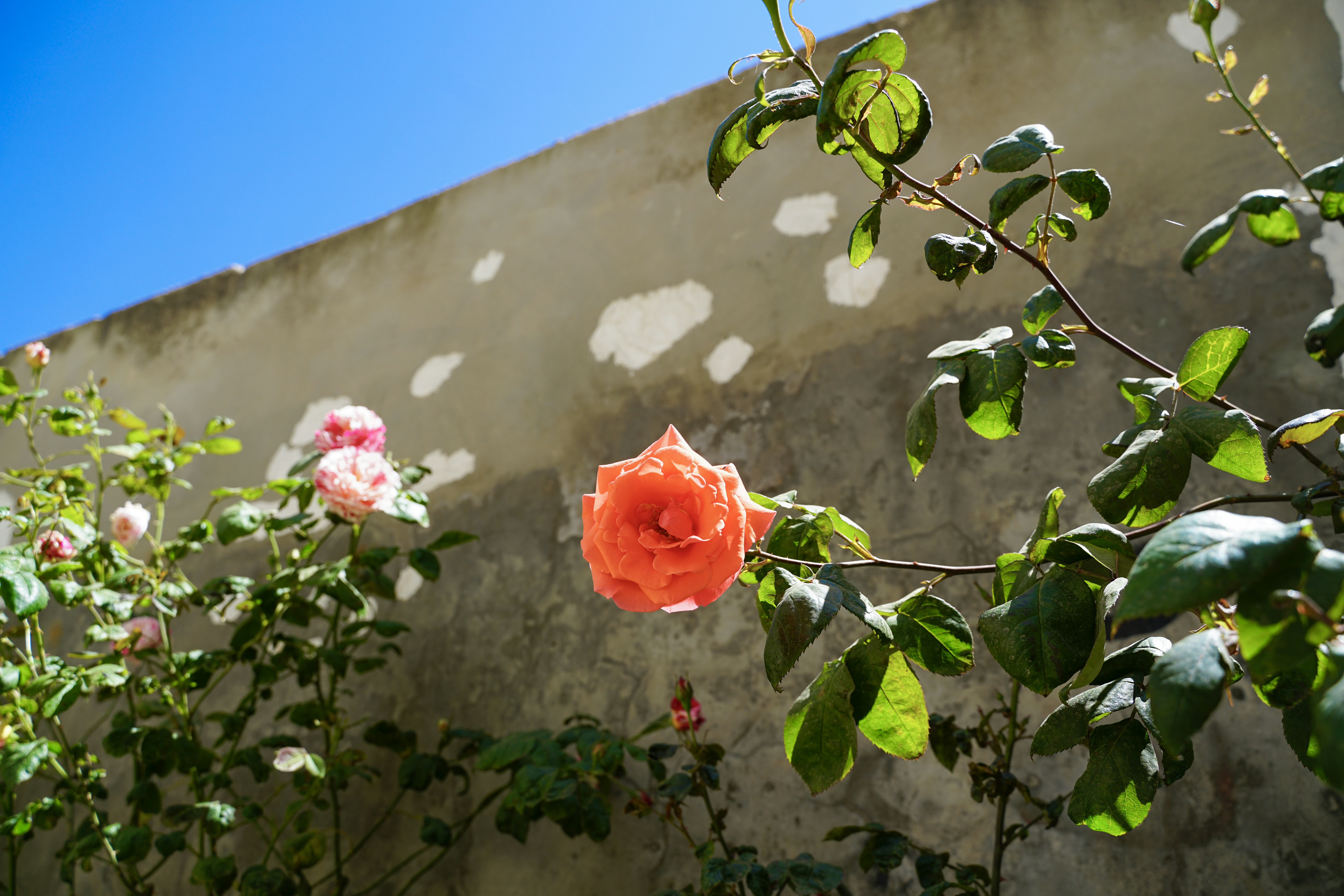 Une rose orange fleurit sur une vigne contre un mur.