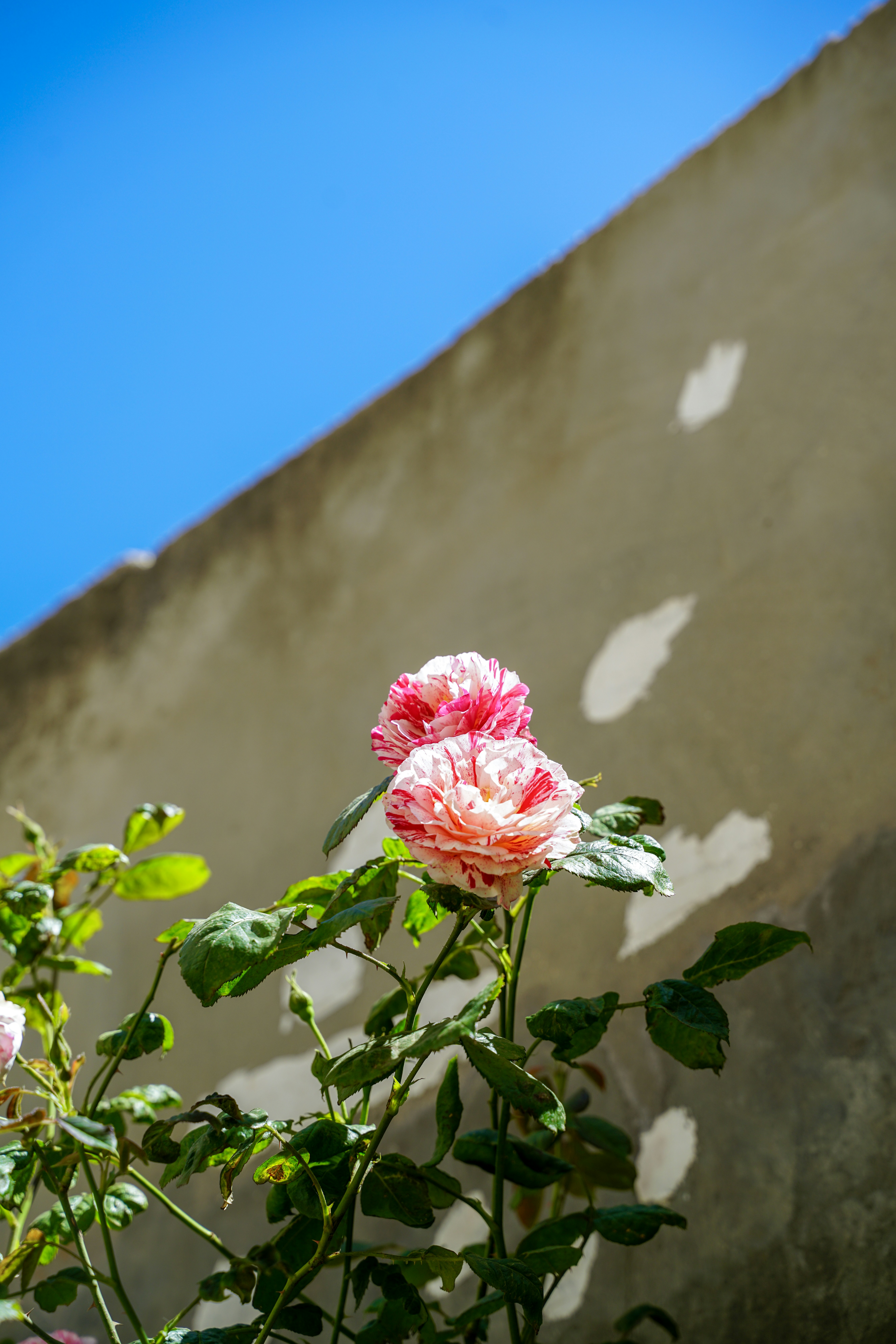 Des roses roses et blanches fleurissent contre un mur.