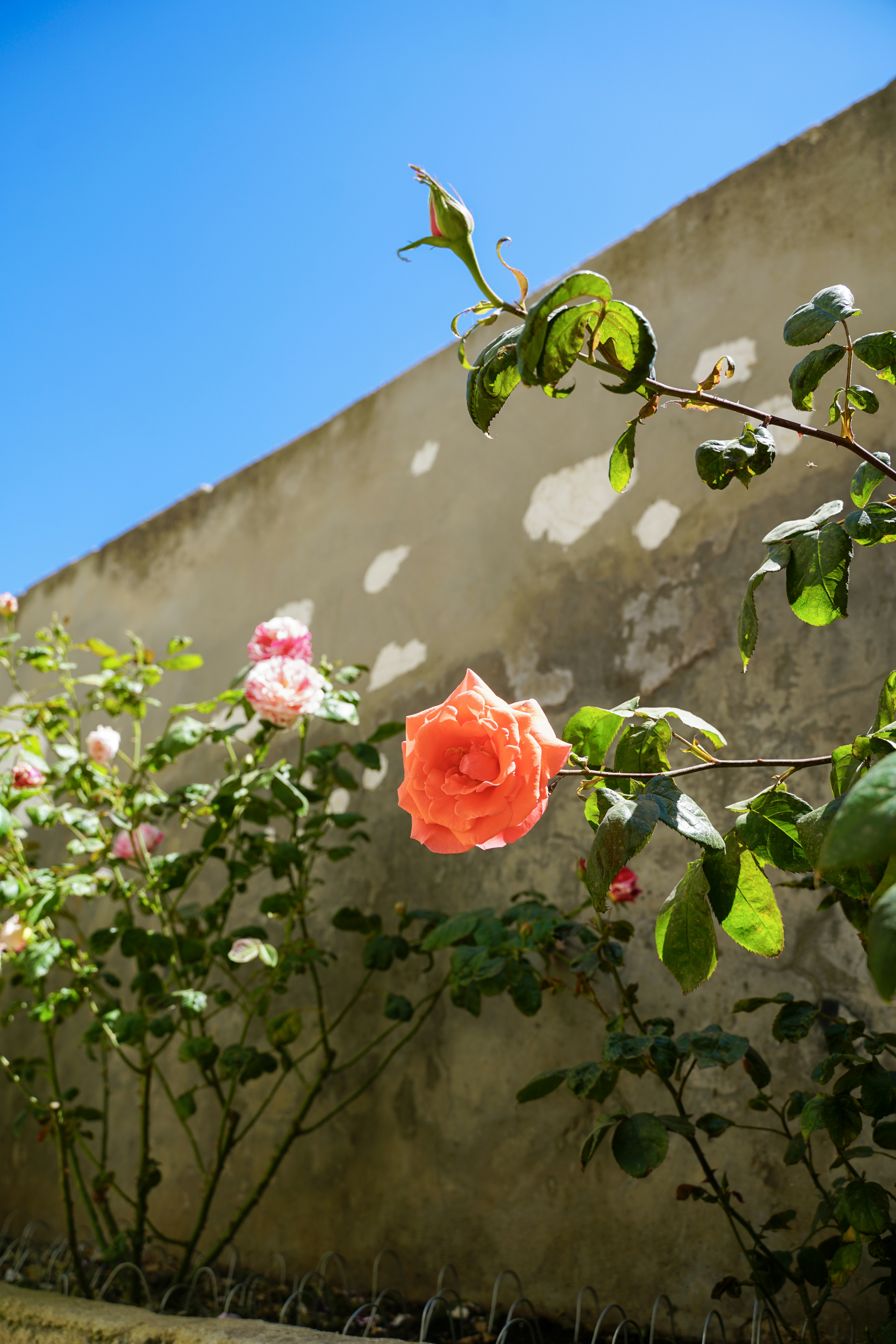 Une rose orange épanouissant contre un mur de béton.