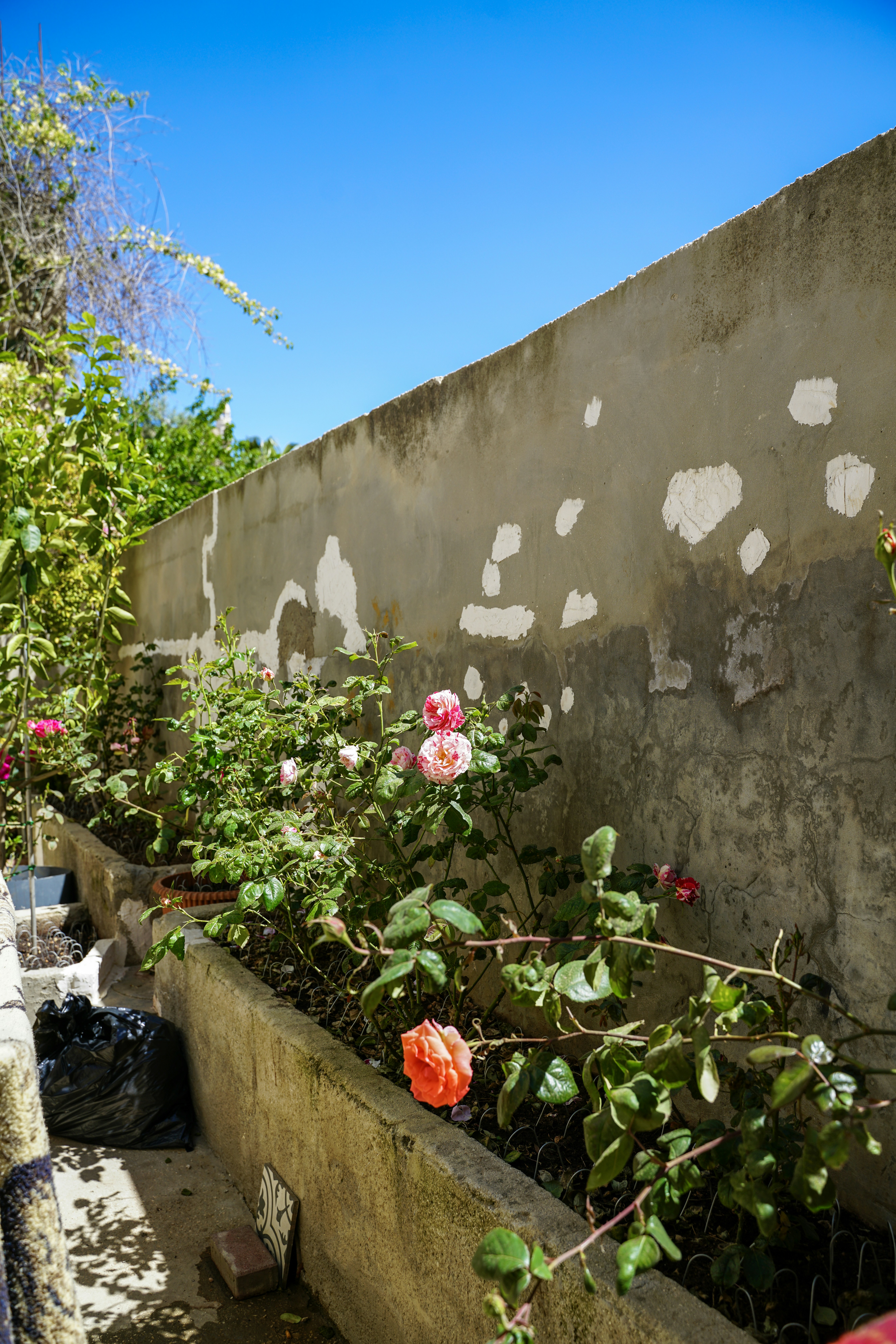 Des roses roses et orangées poussent contre un mur usé.