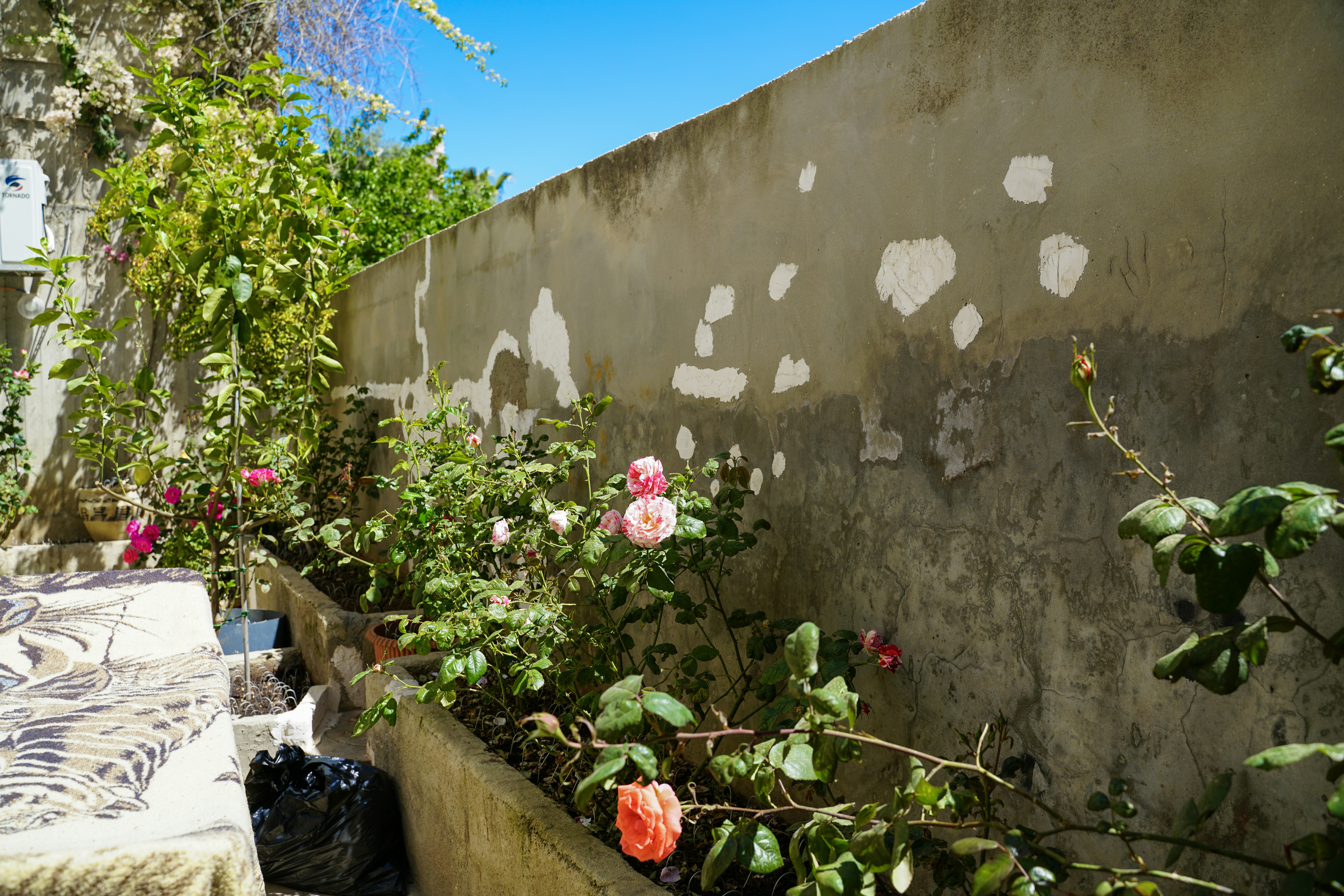 Des roses roses fleurissent contre un mur de béton usé.