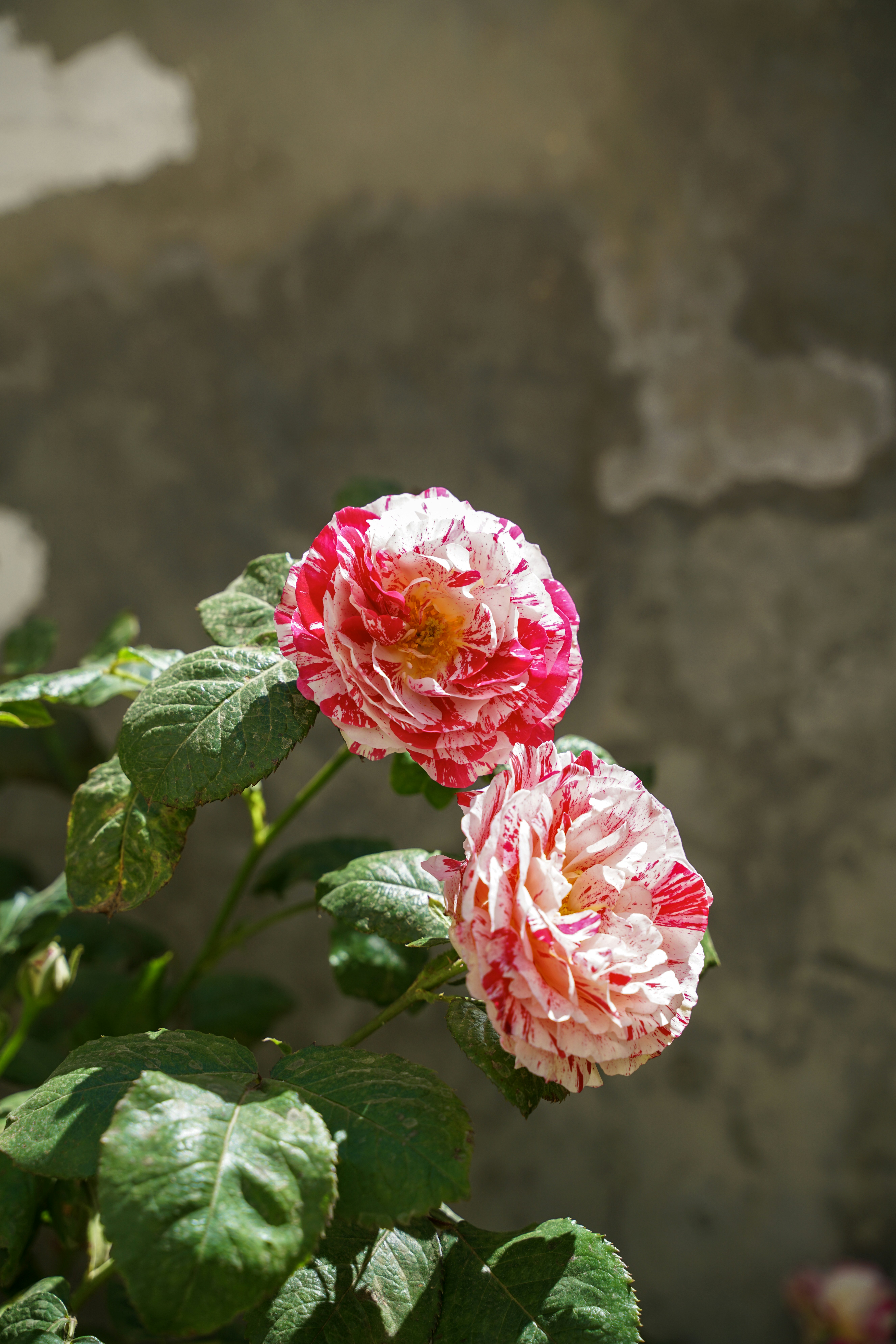 Deux roses roses et blanches sur un buisson.