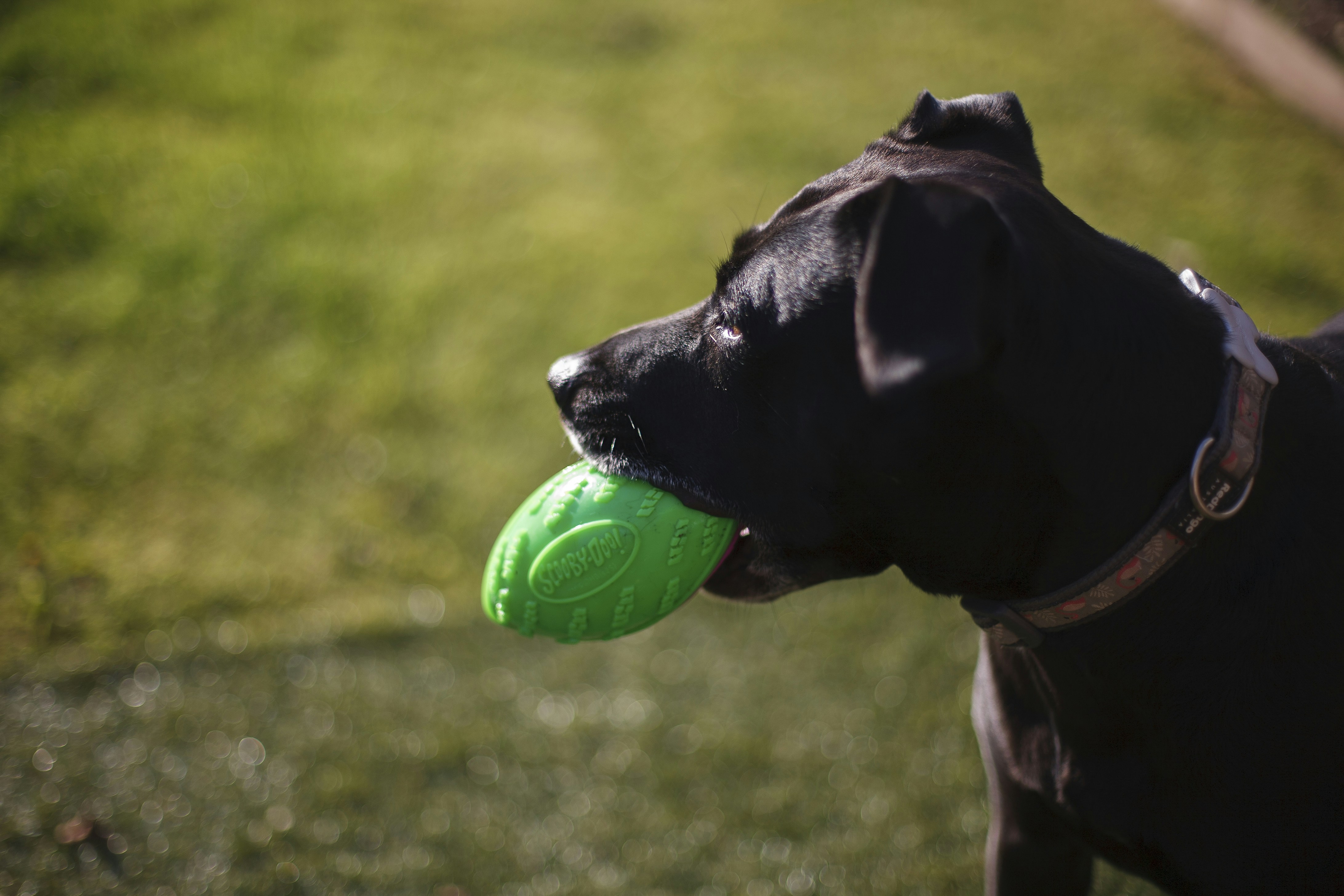 Cachorro preto segurando uma bola verde na boca