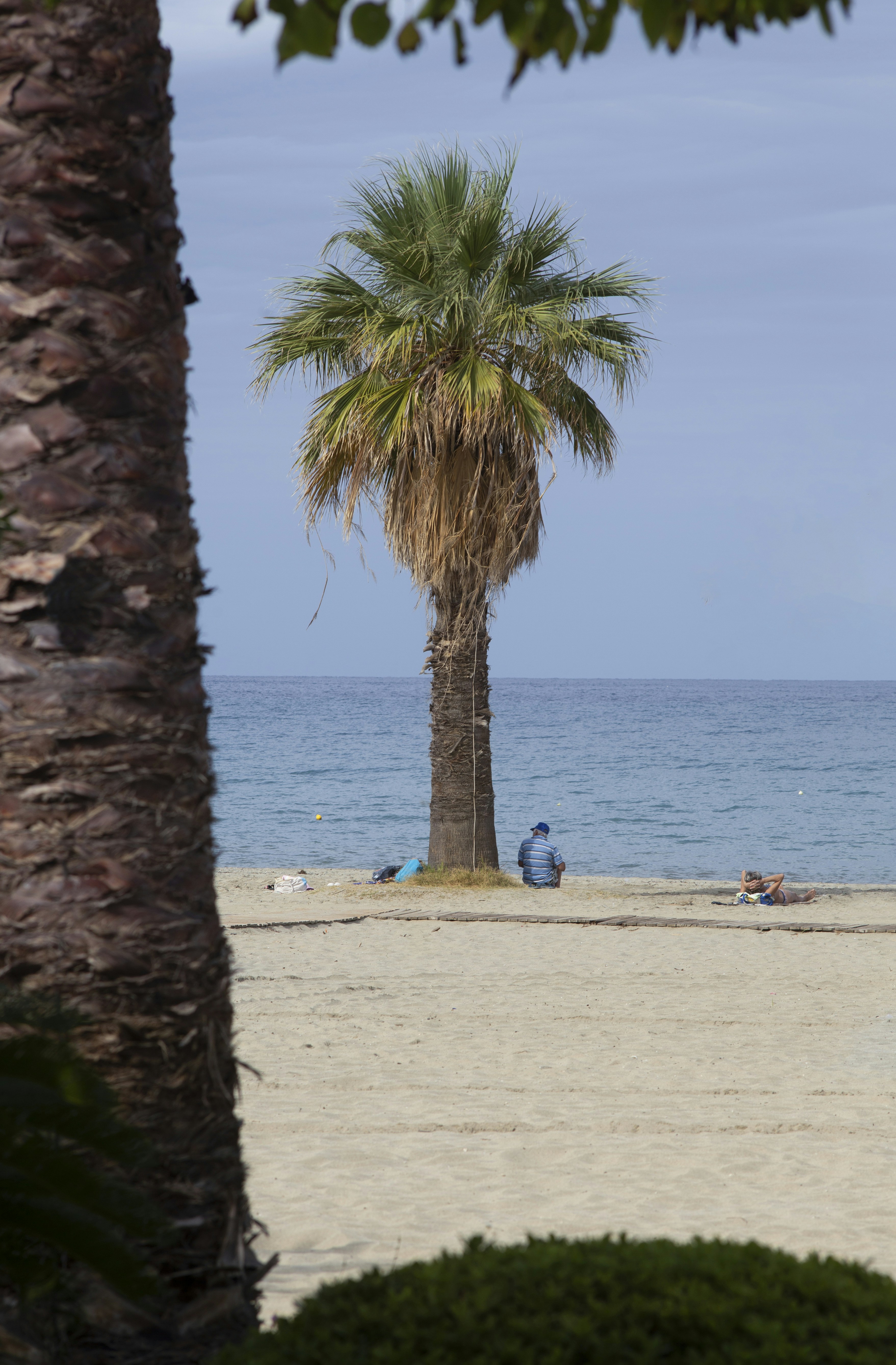 Palm tree on a sandy beach with ocean background.