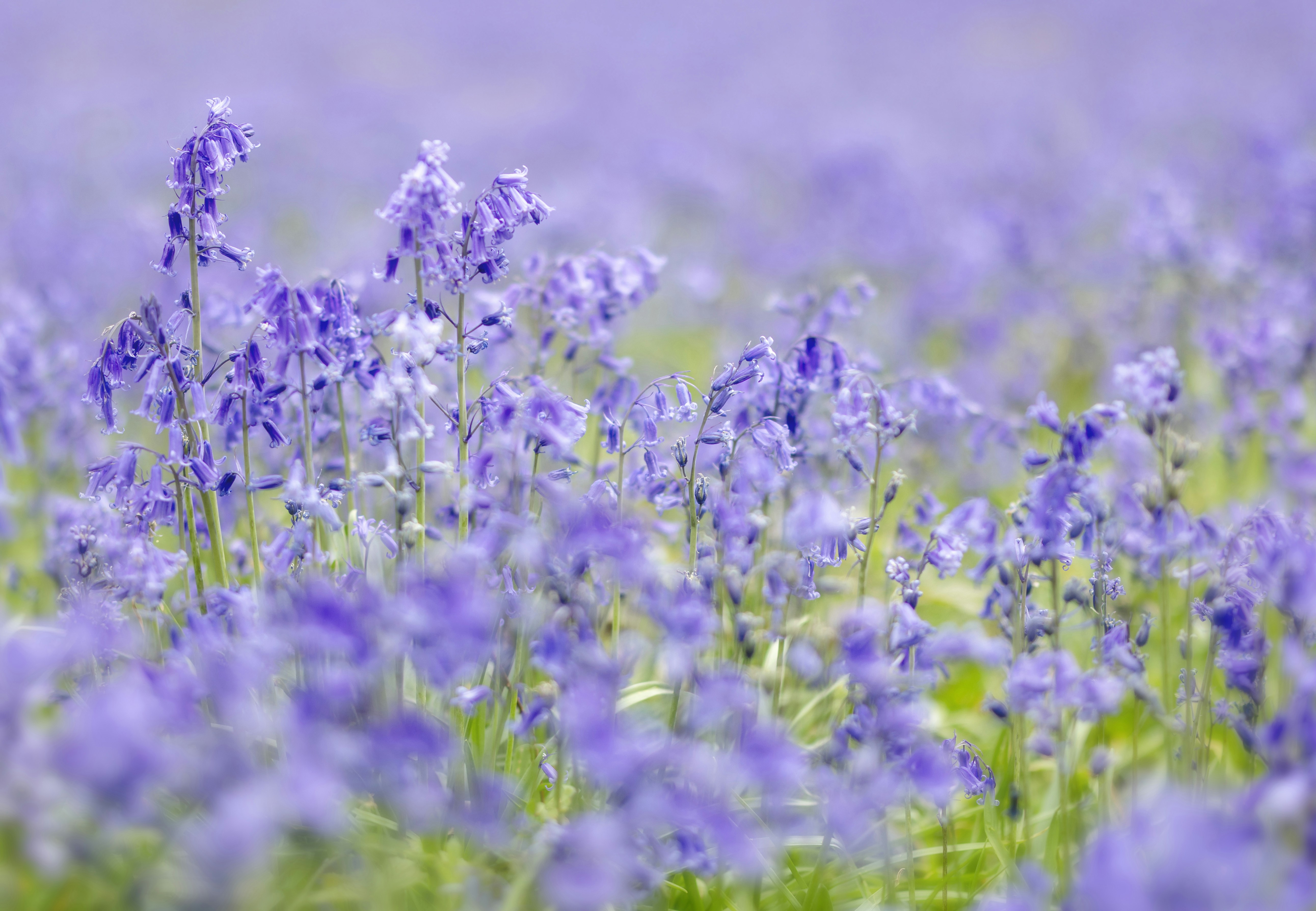A field of blooming purple bluebells in soft focus.