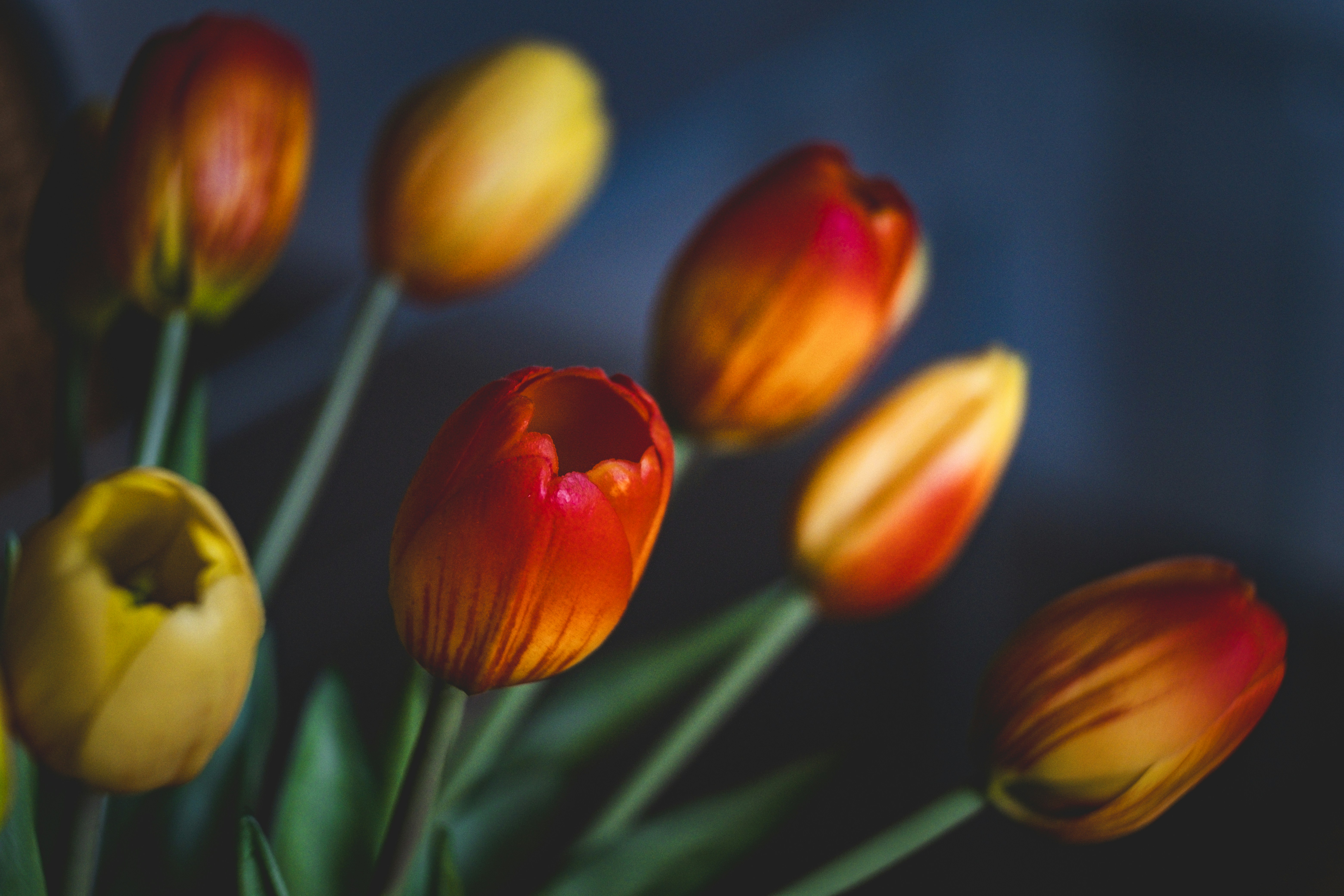 Diverse tulipani rosse e gialle su uno sfondo scuro.