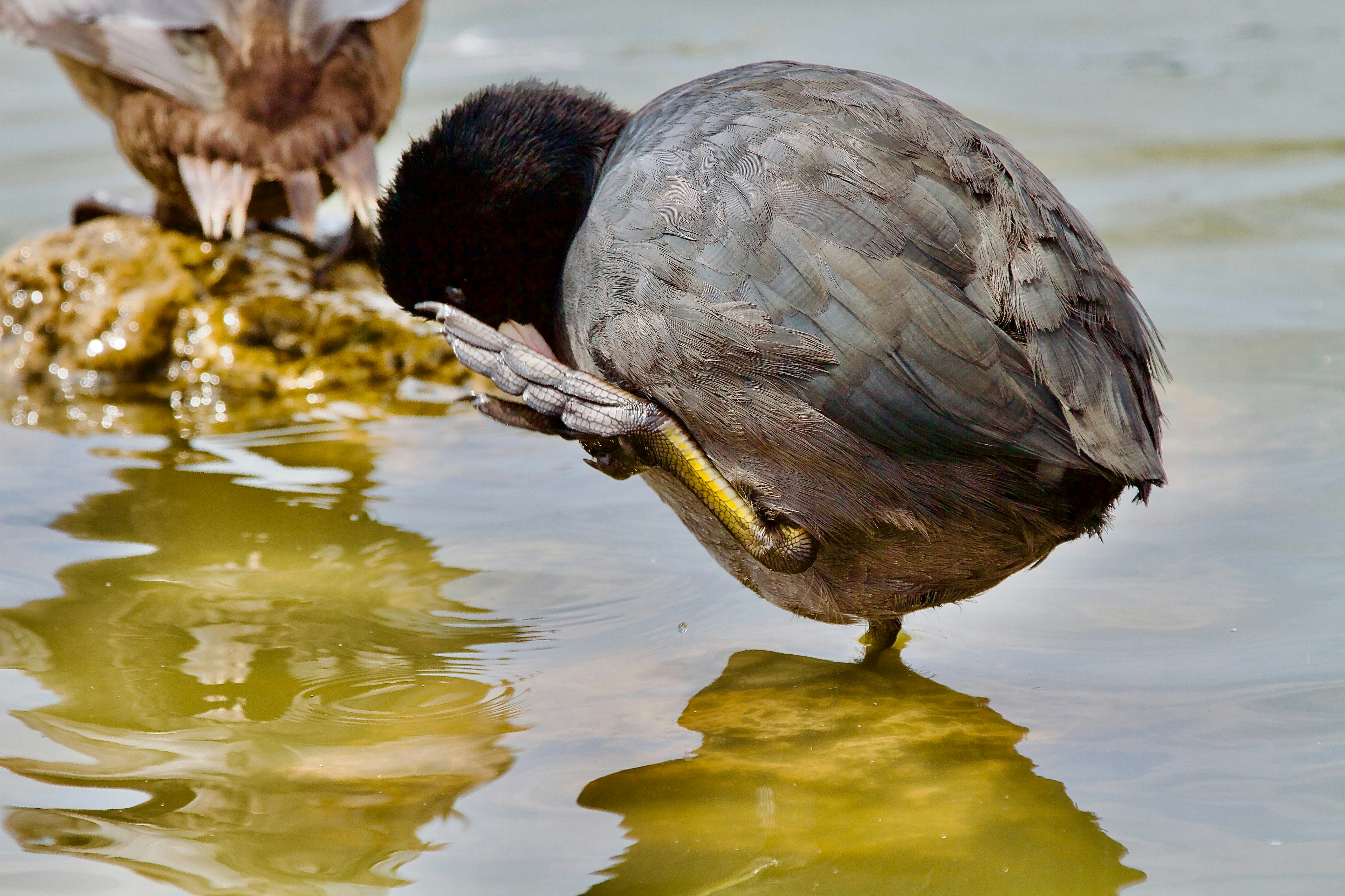 A coot bird preens its feathers in shallow water.