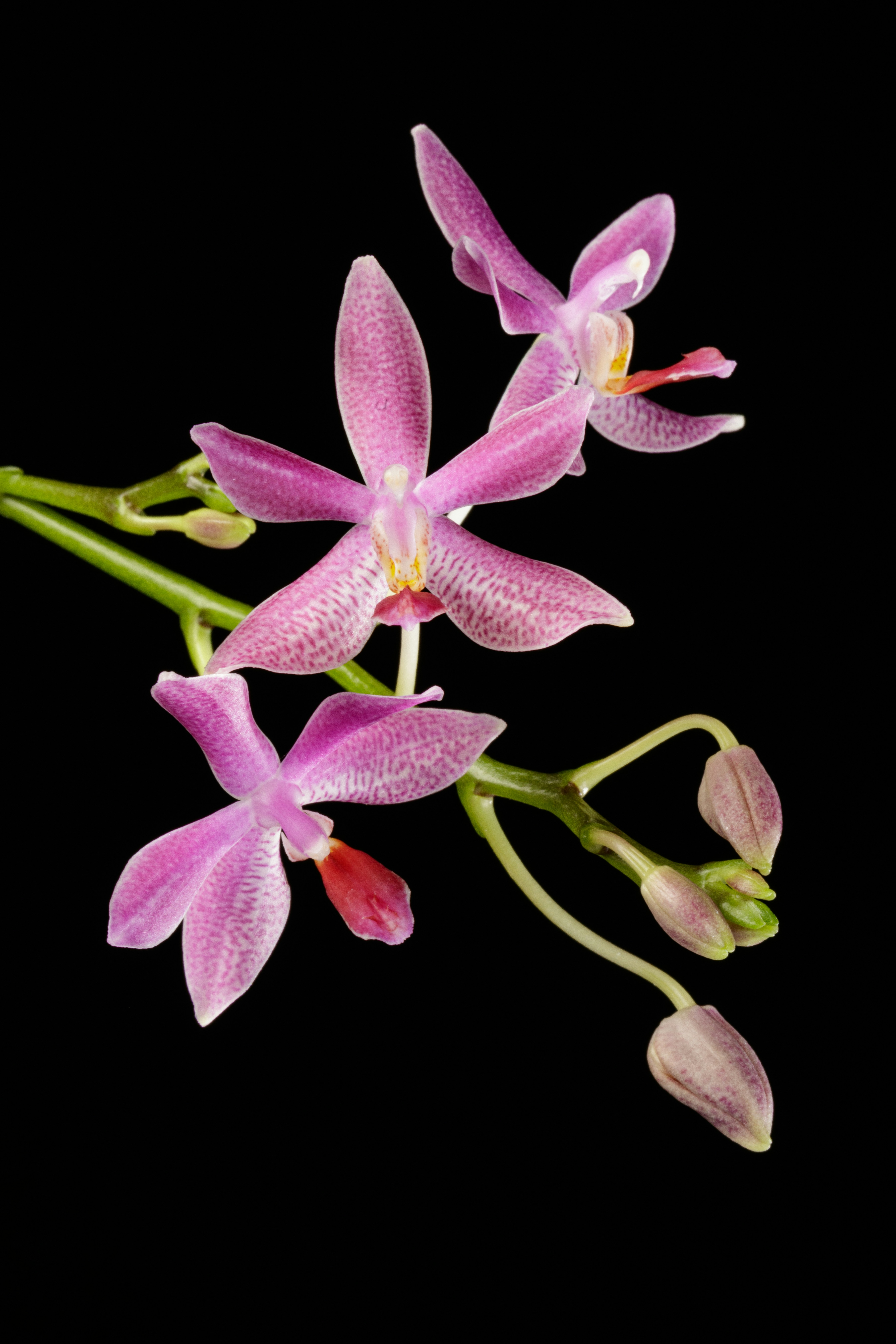 Delicate pink orchids bloom against a black background - Free Photo on ...