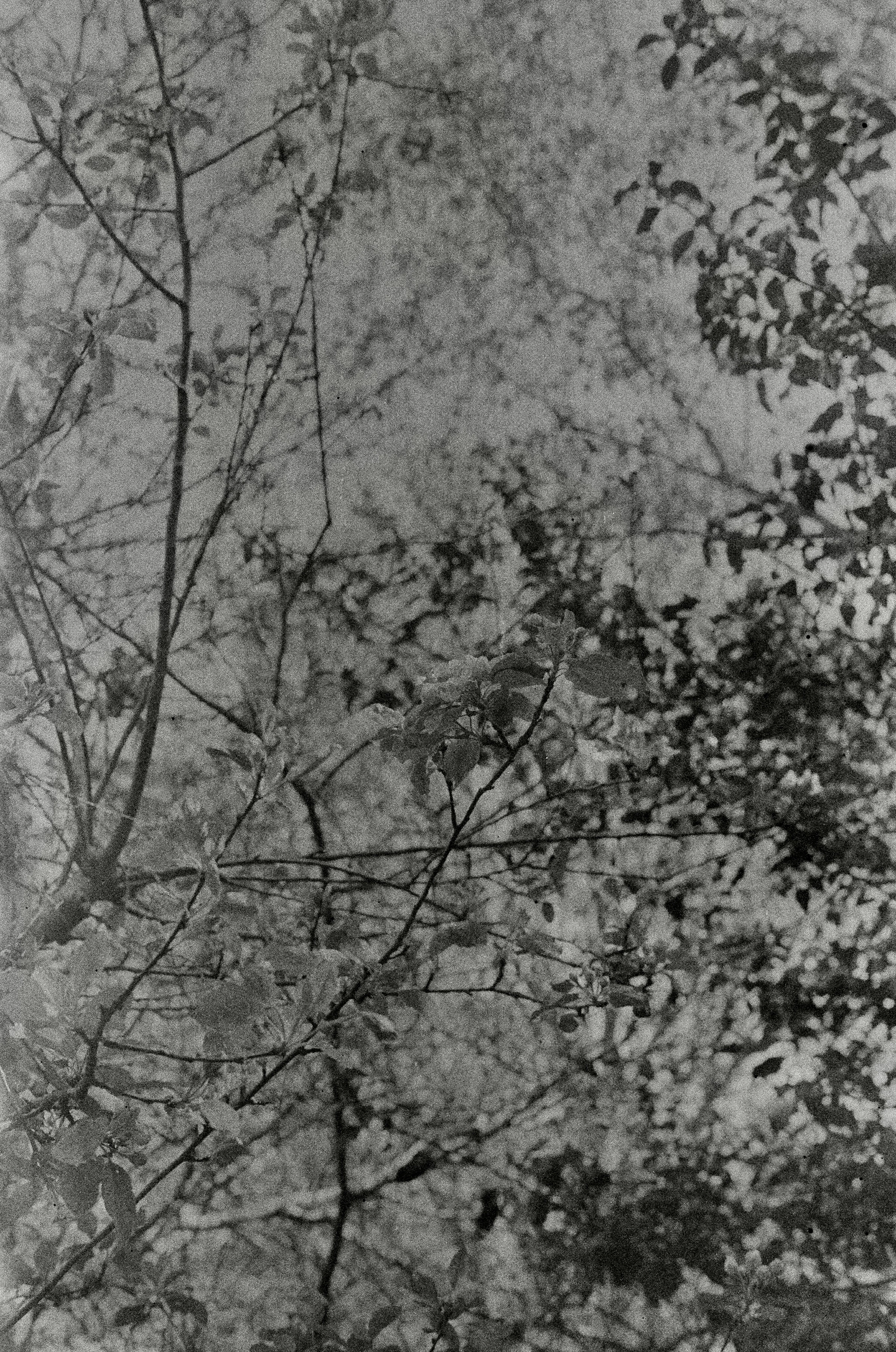Close view of tree branches and botanical leaves