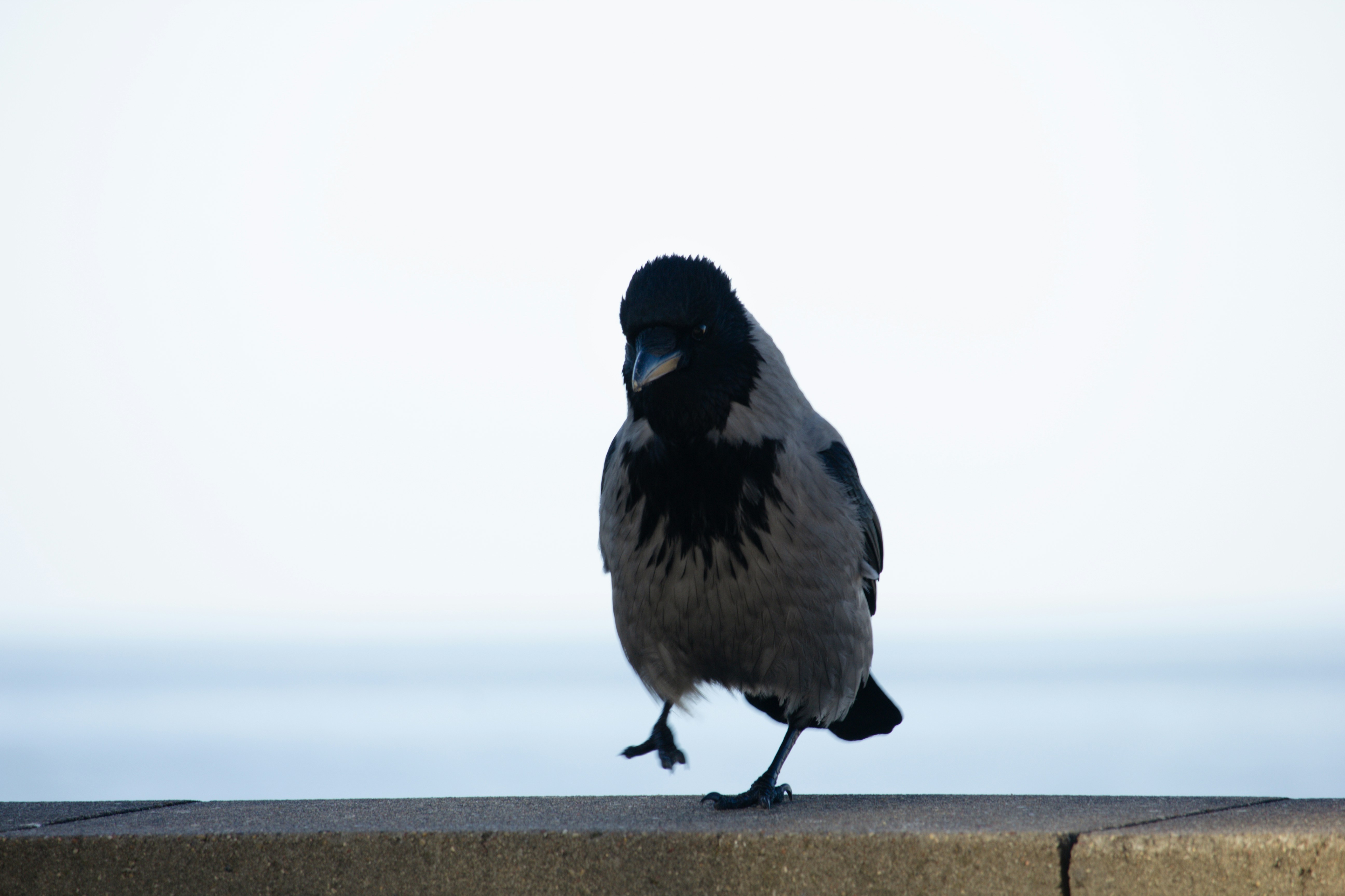 Un corvo si trova su una sporgenza con l'oceano alle spalle.