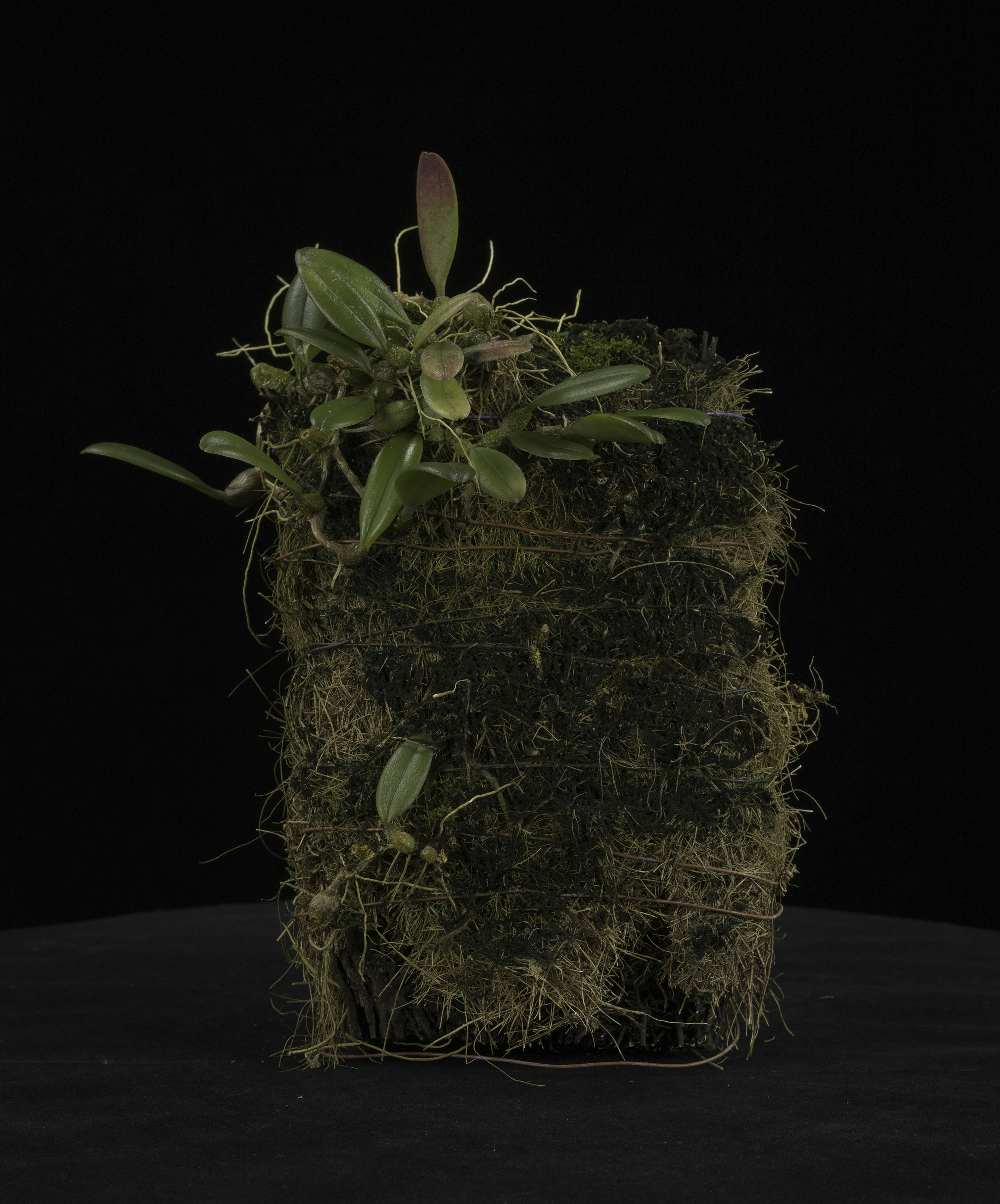 A small orchid plant mounted on mossy bark
