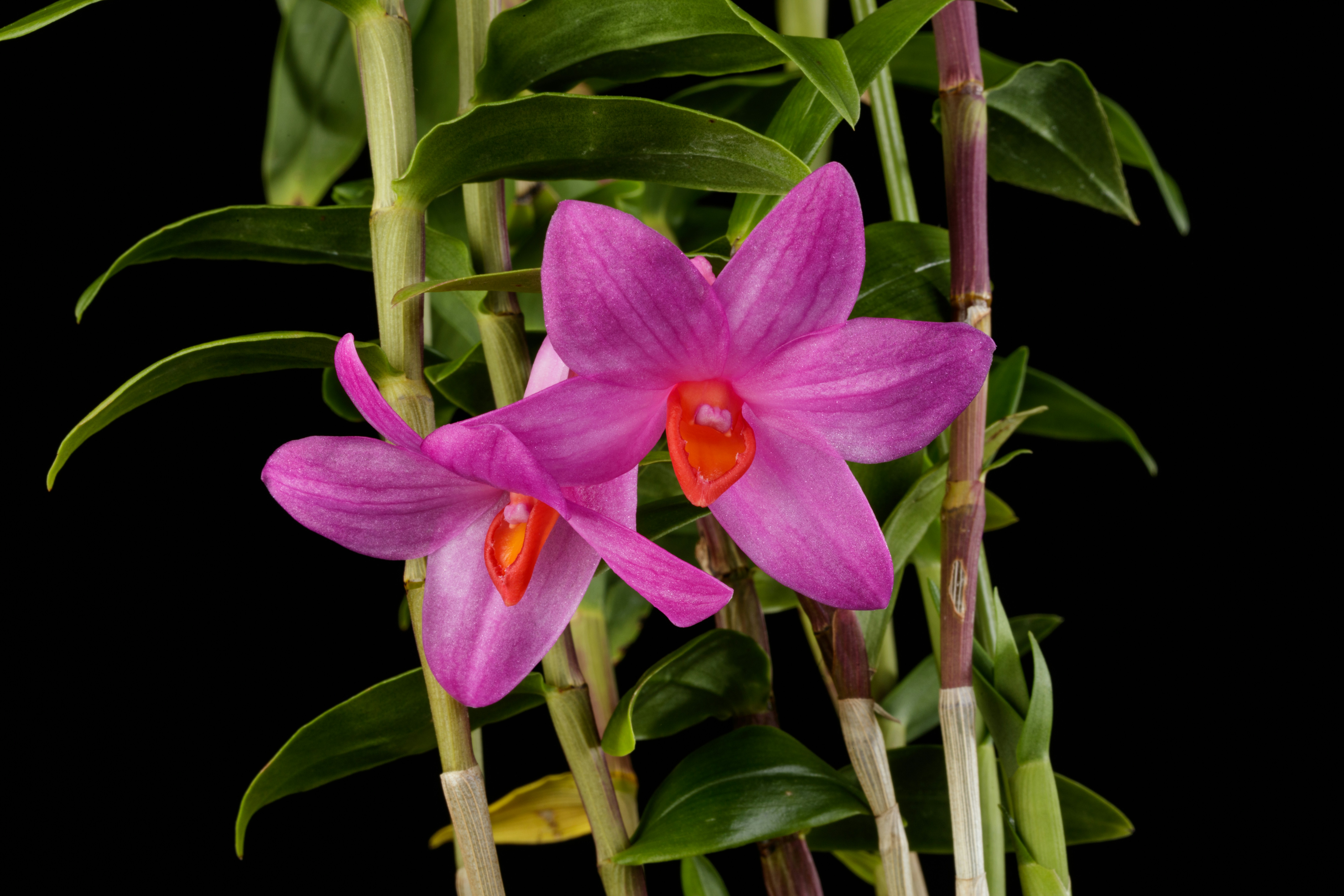 Two pink orchids with orange centers on black background