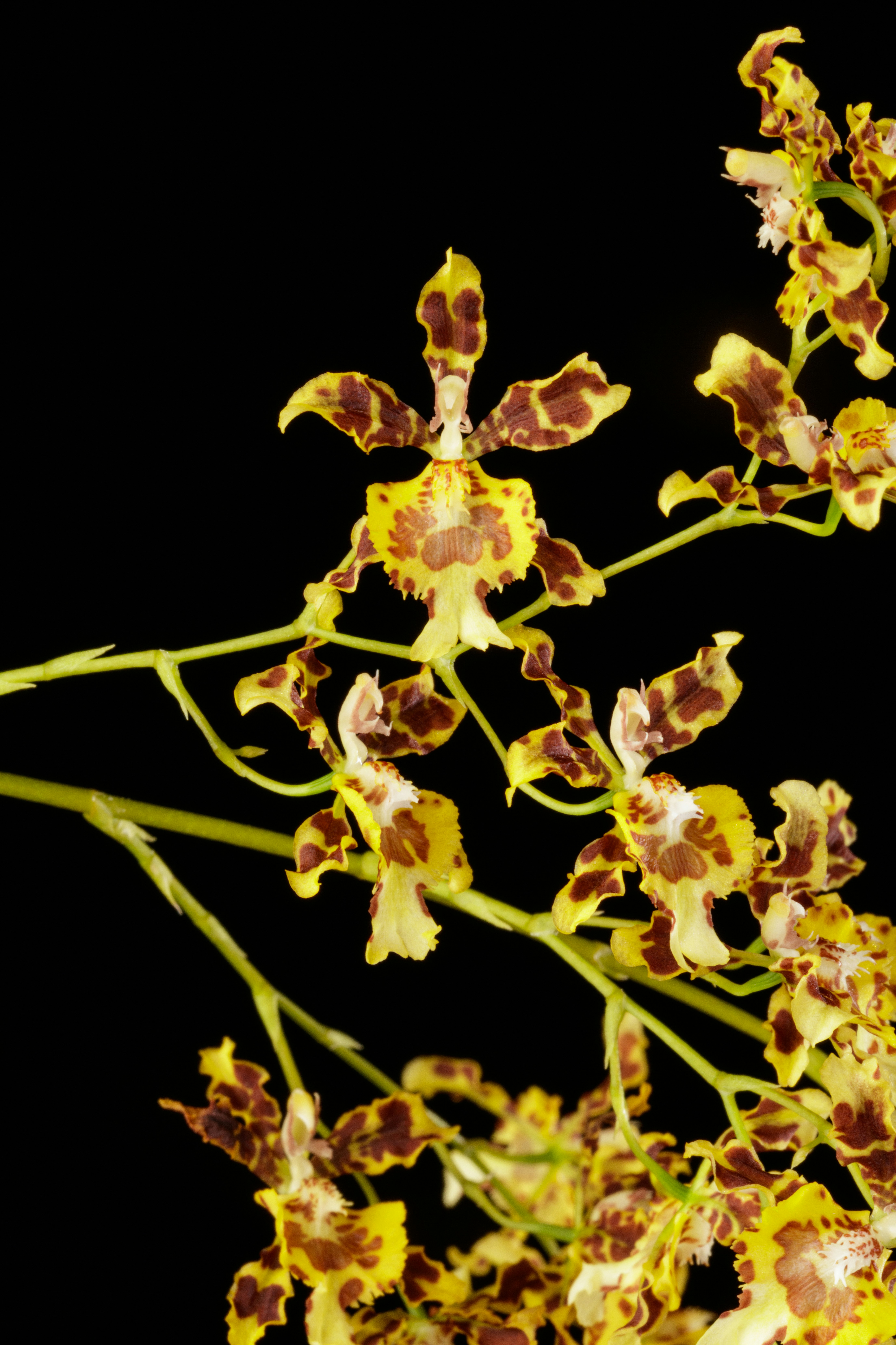 Photo by smithsonian