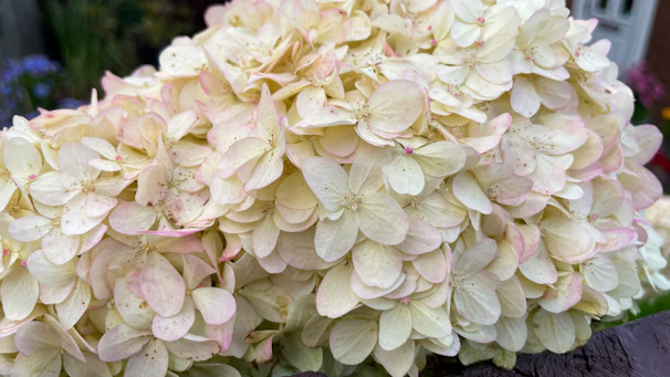 Close-up of a pale pink and white hydrangea bloom