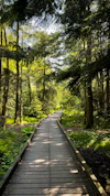 A wooden boardwalk winds through a sun-dappled forest.