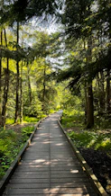 A wooden boardwalk winds through a sun-dappled forest.