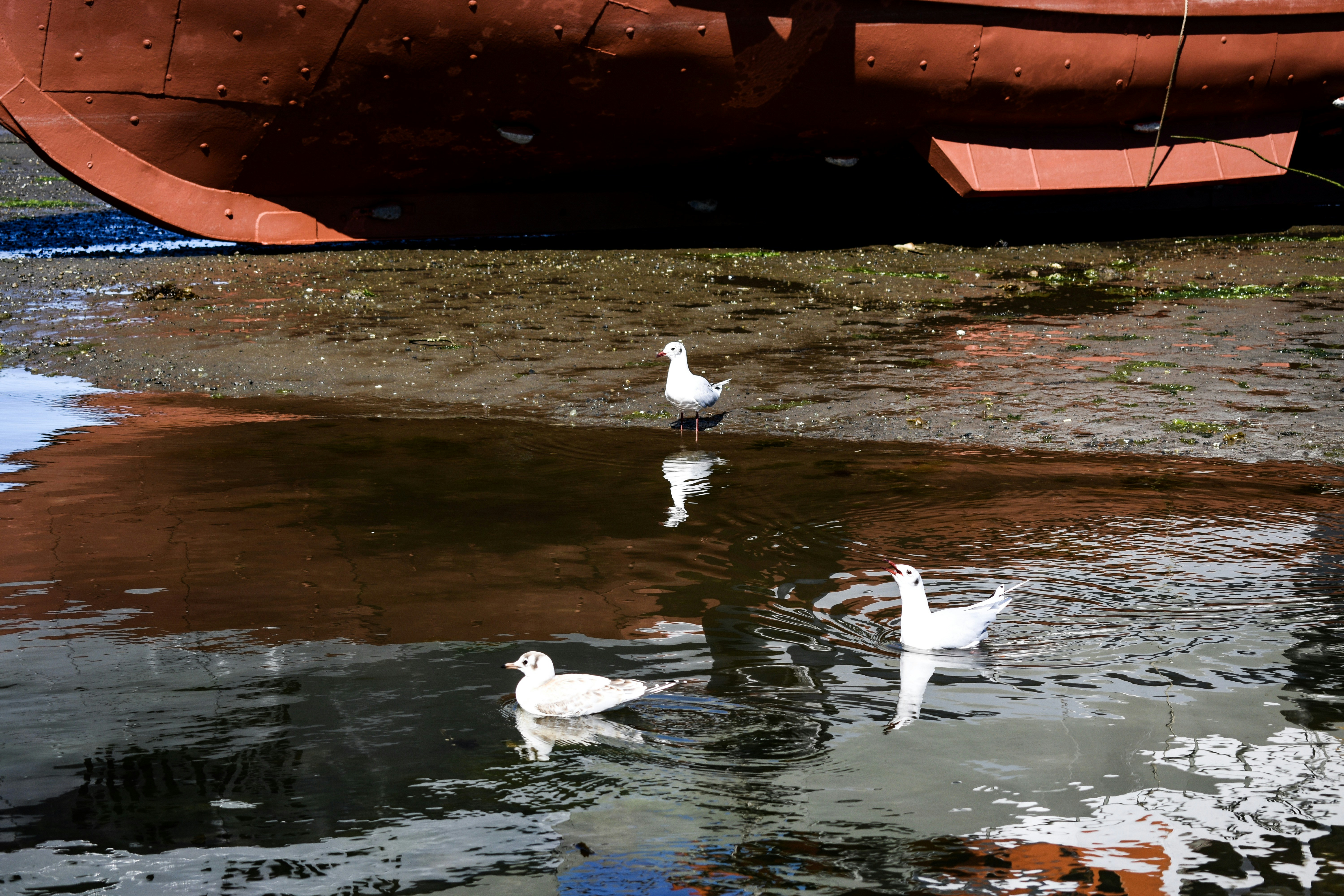 Seagulls reflected in water near a large red ship.