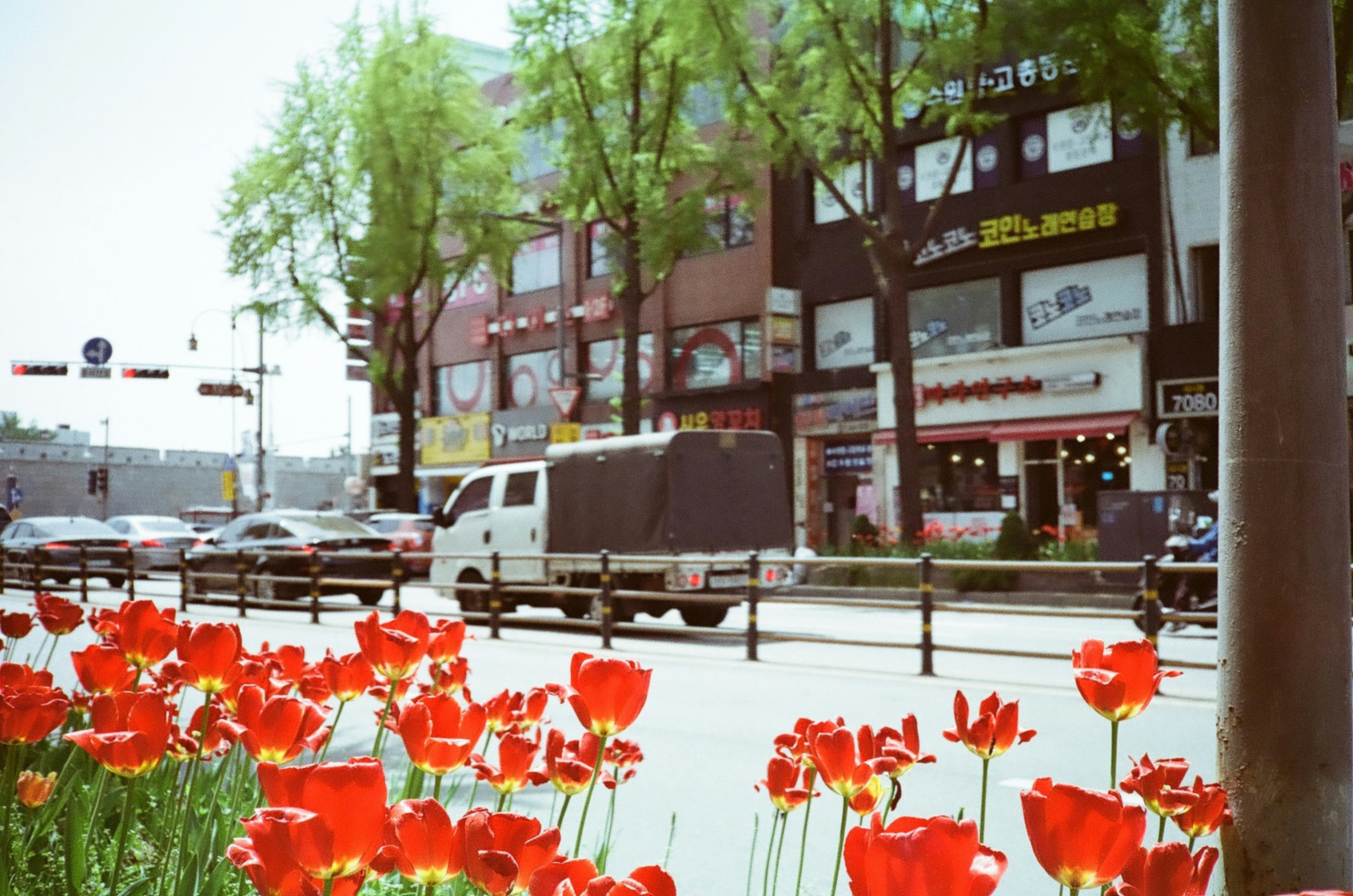 Red tulips bloom along a city street with buildings