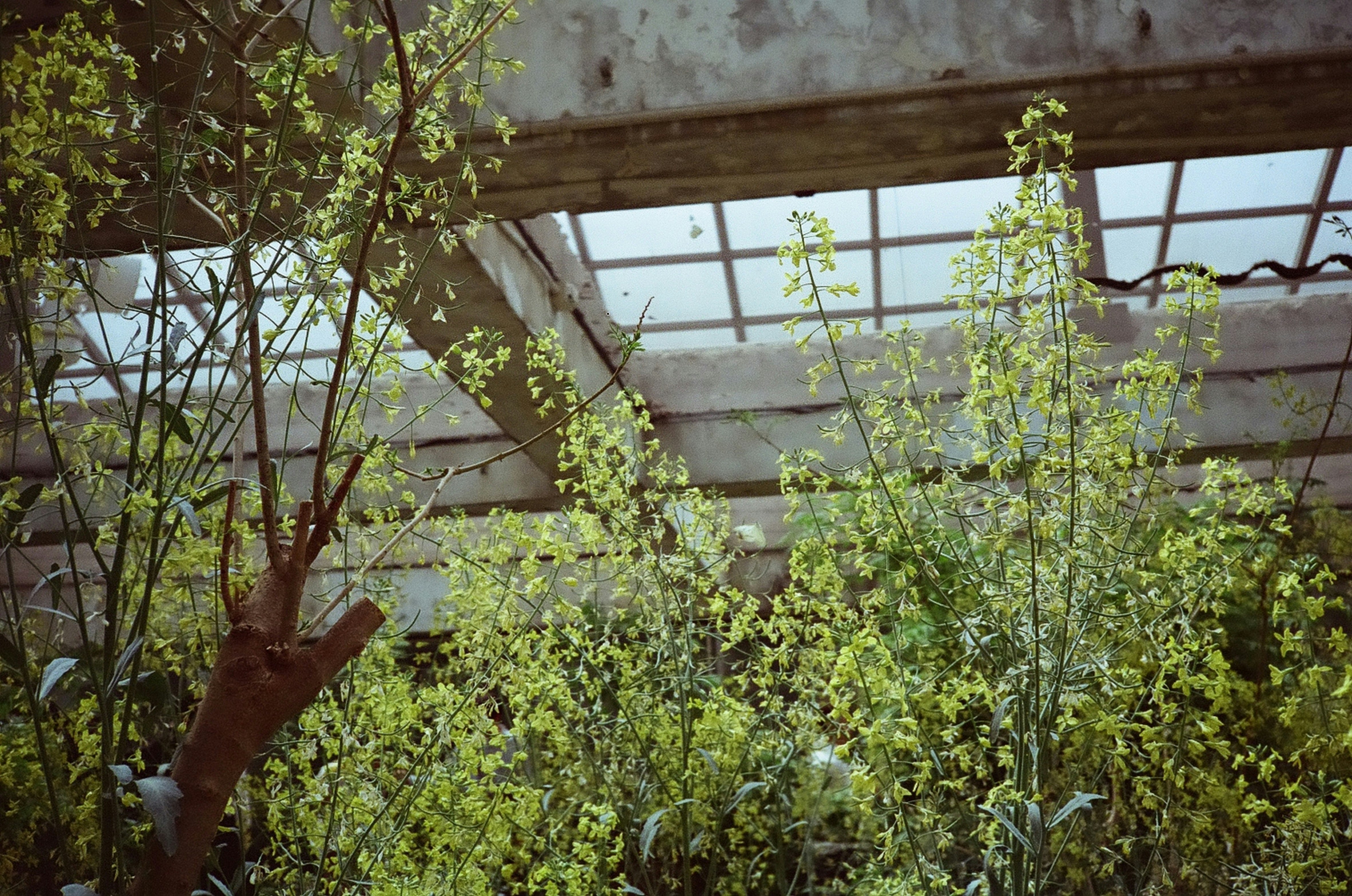 Green plants growing under a skylight