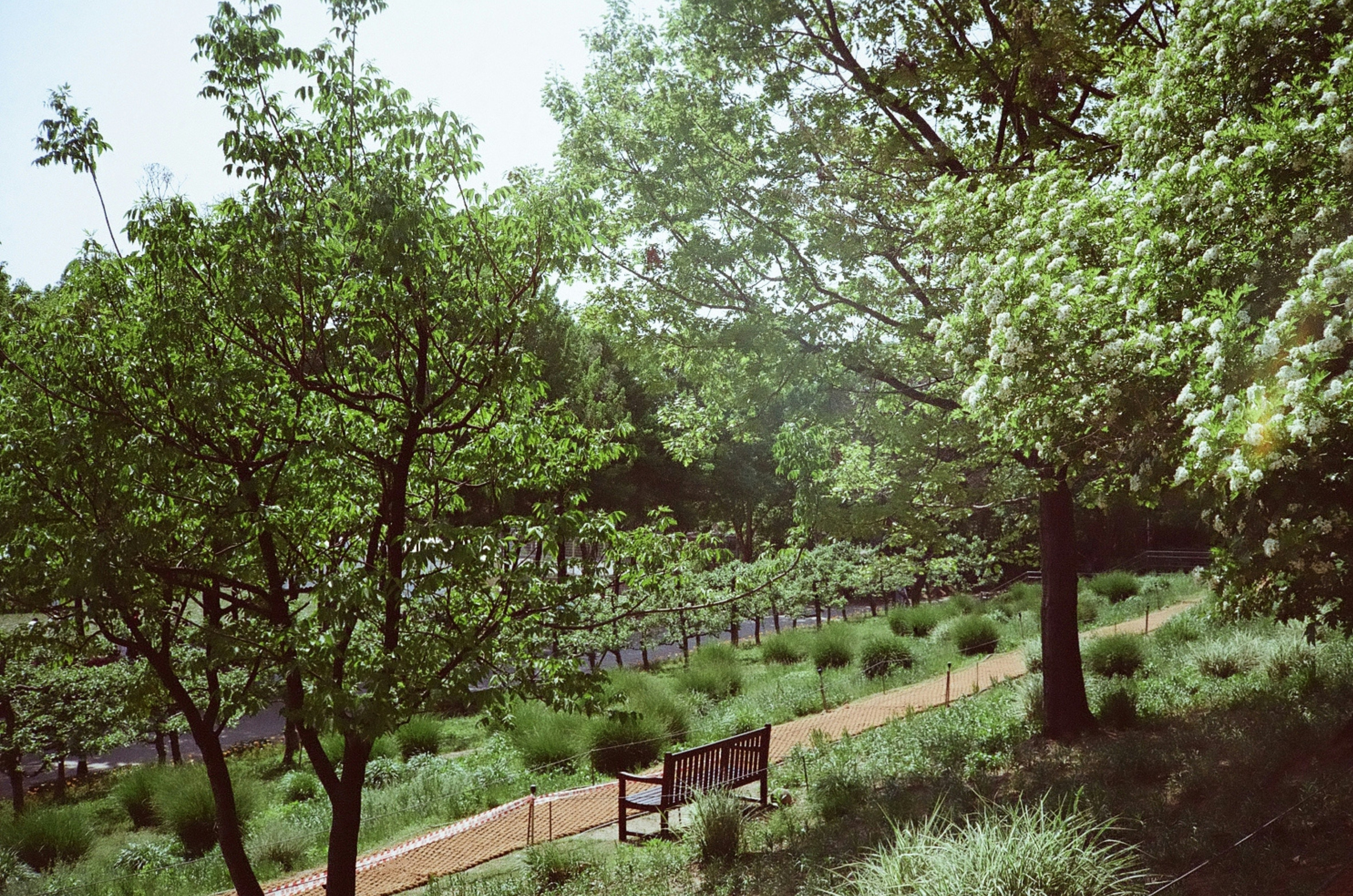 A park pathway with benches surrounded by lush greenery