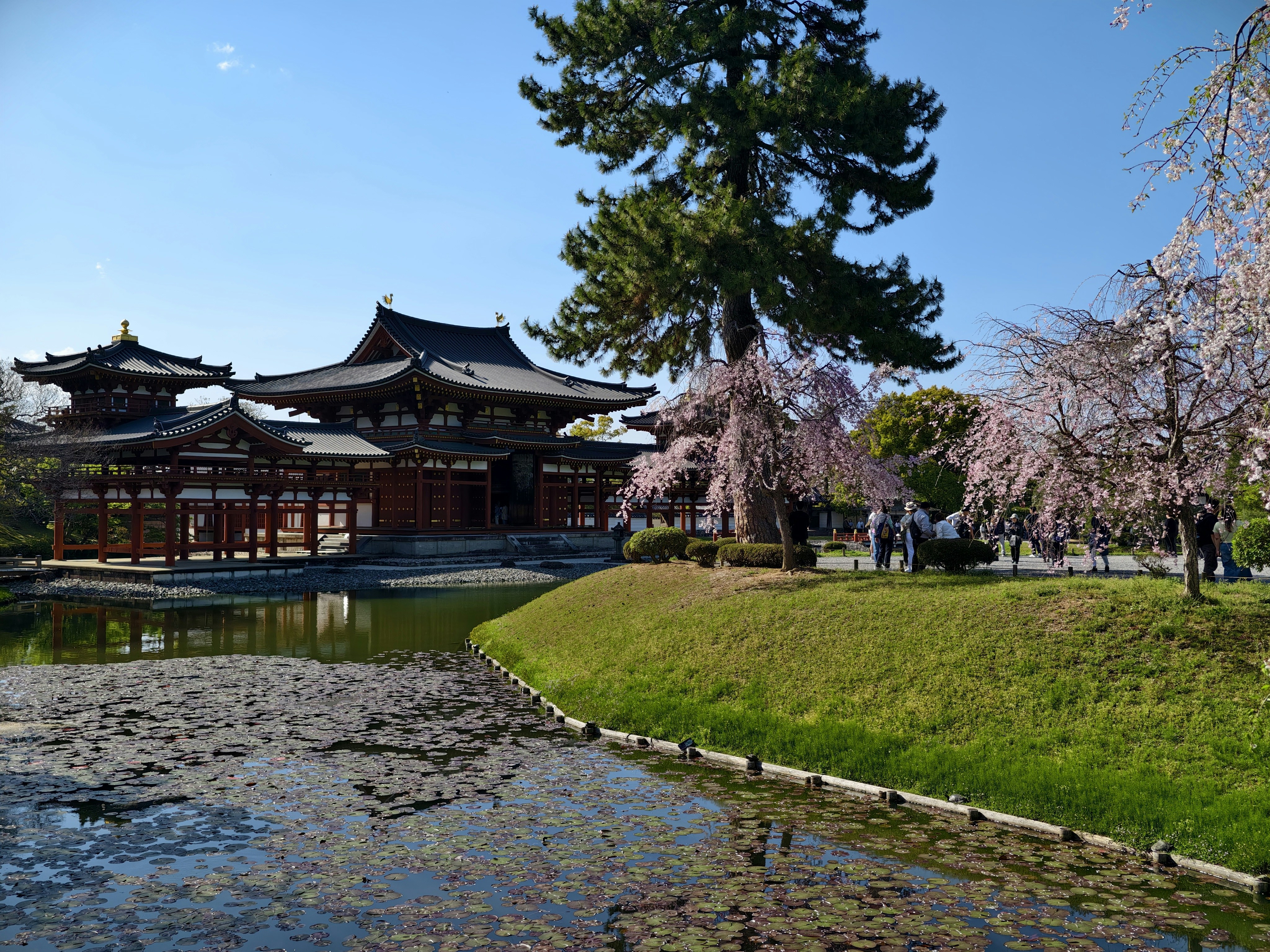 Byodo-in temple hall reflected in its pond, with weeping cherries in bloom