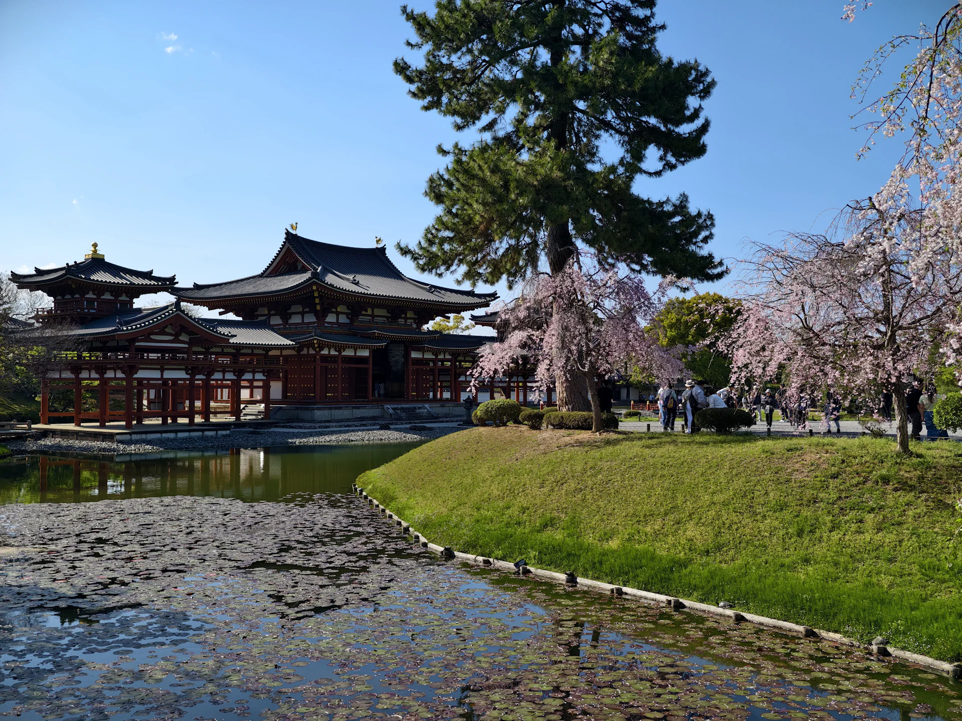 Byodo-in temple hall reflected in its pond, with weeping cherries in bloom