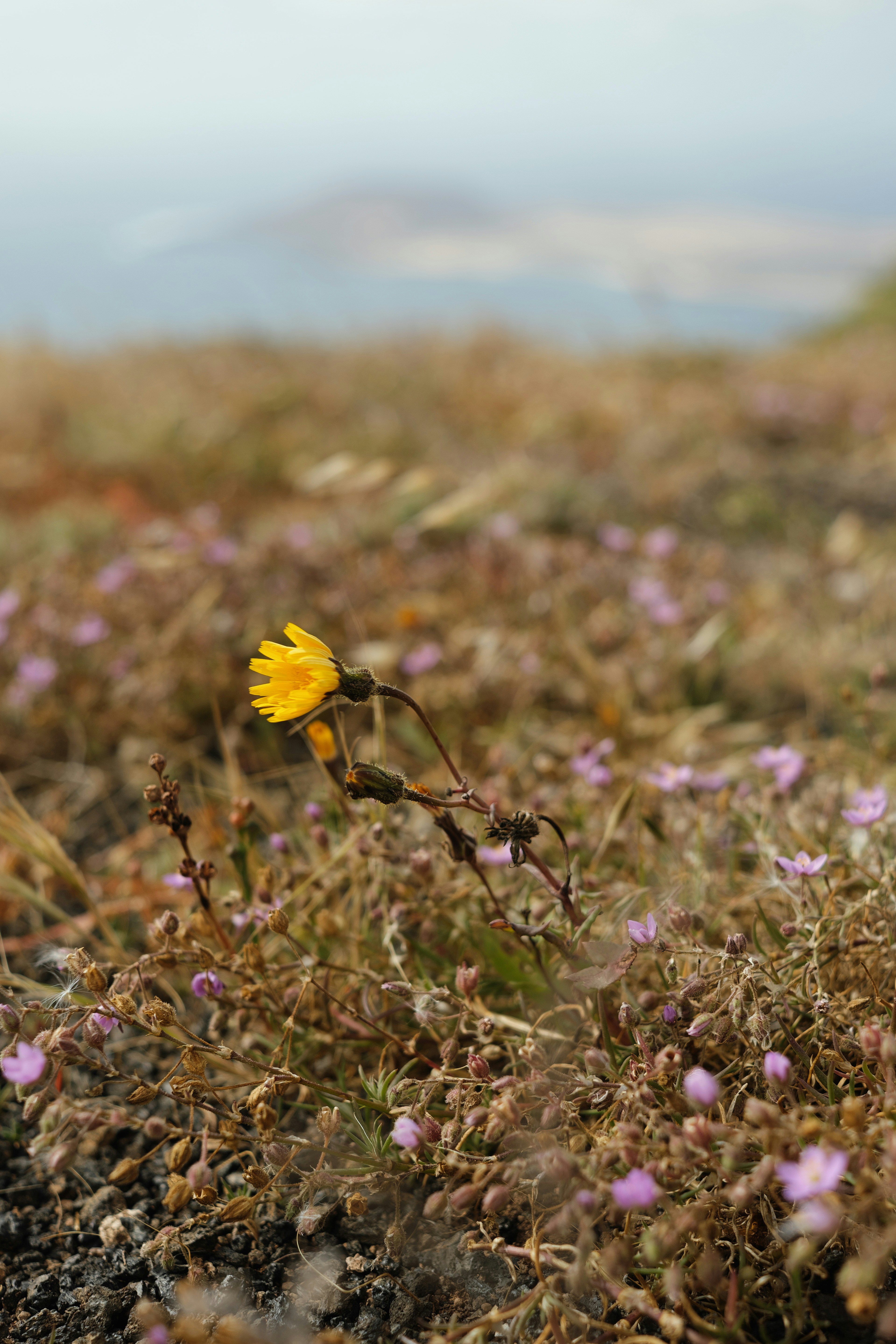 Uma única flor amarela se destaca entre pequenas flores roxas.