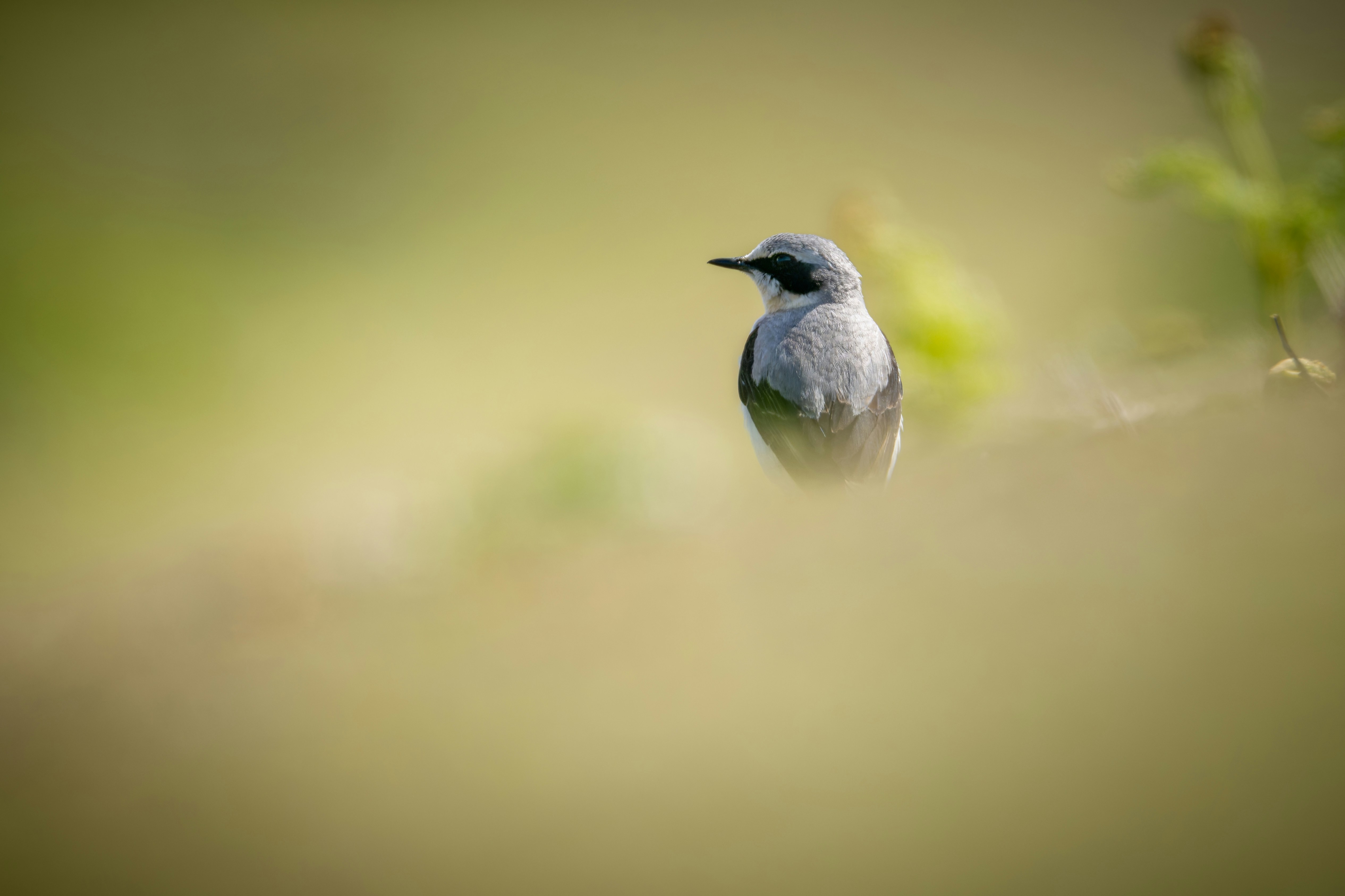 A small gray bird sits on a branch.
