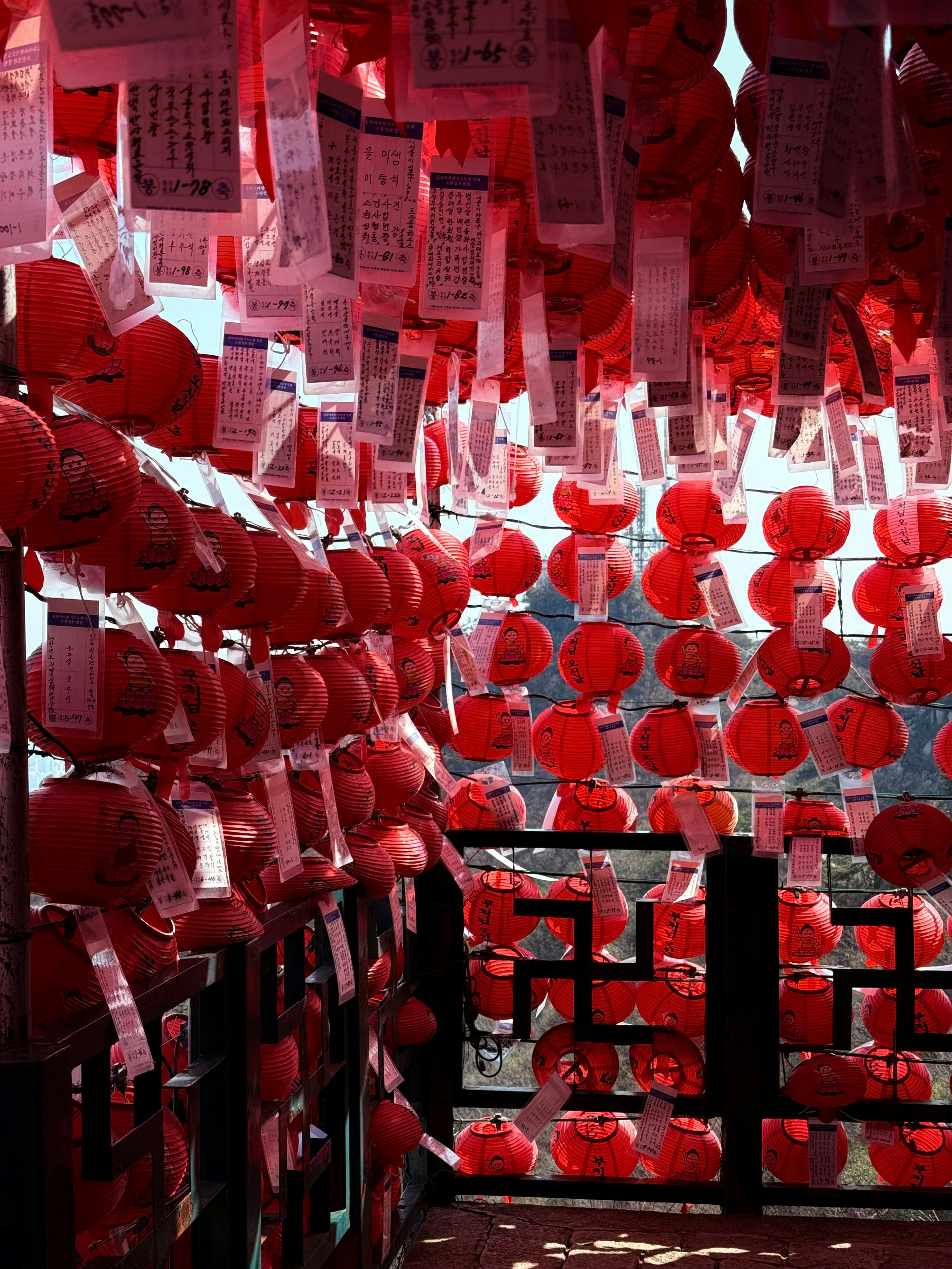 Many red lanterns and paper wishes hanging