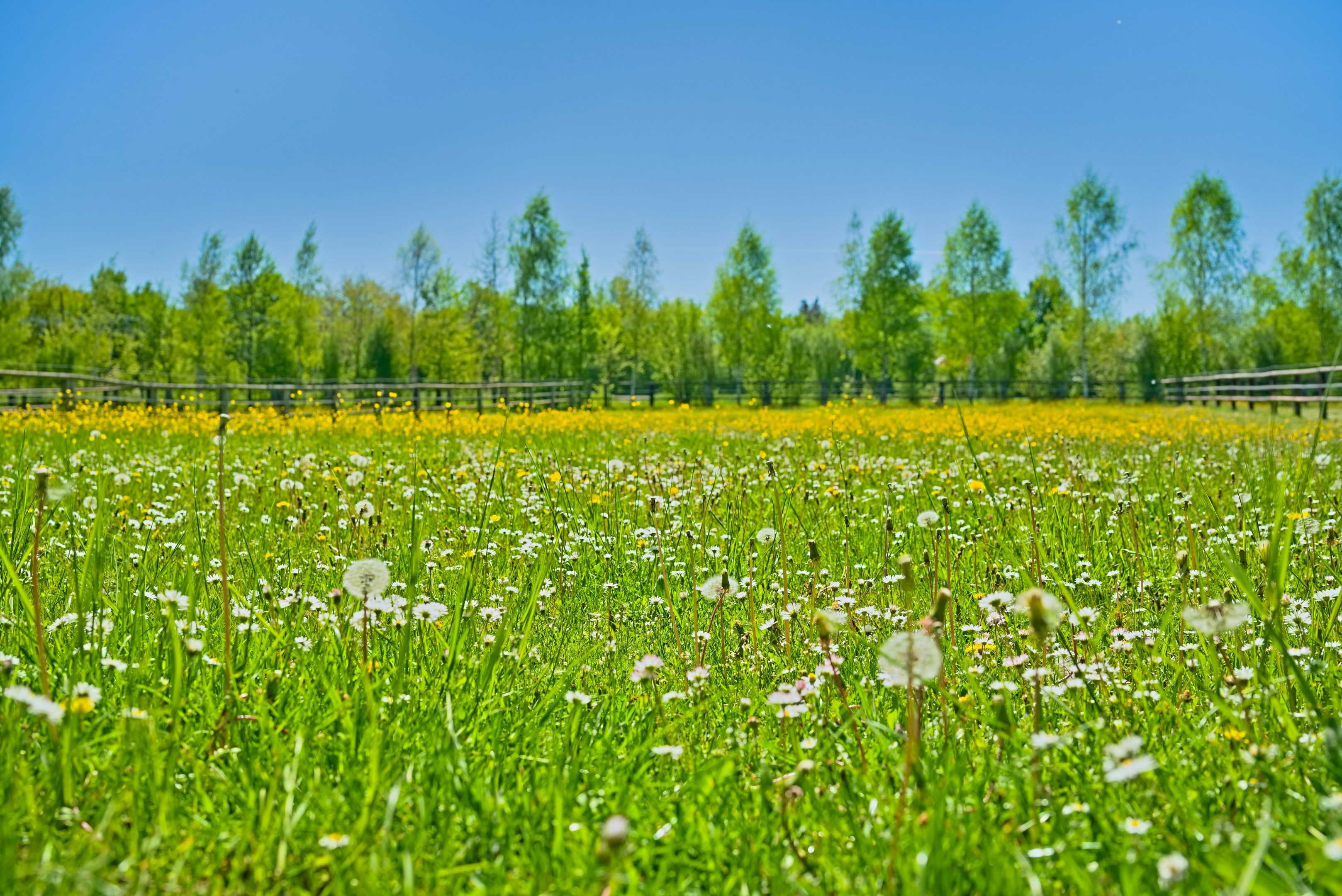 Un prato soleggiato pieno di fiori selvatici ed erba verde.