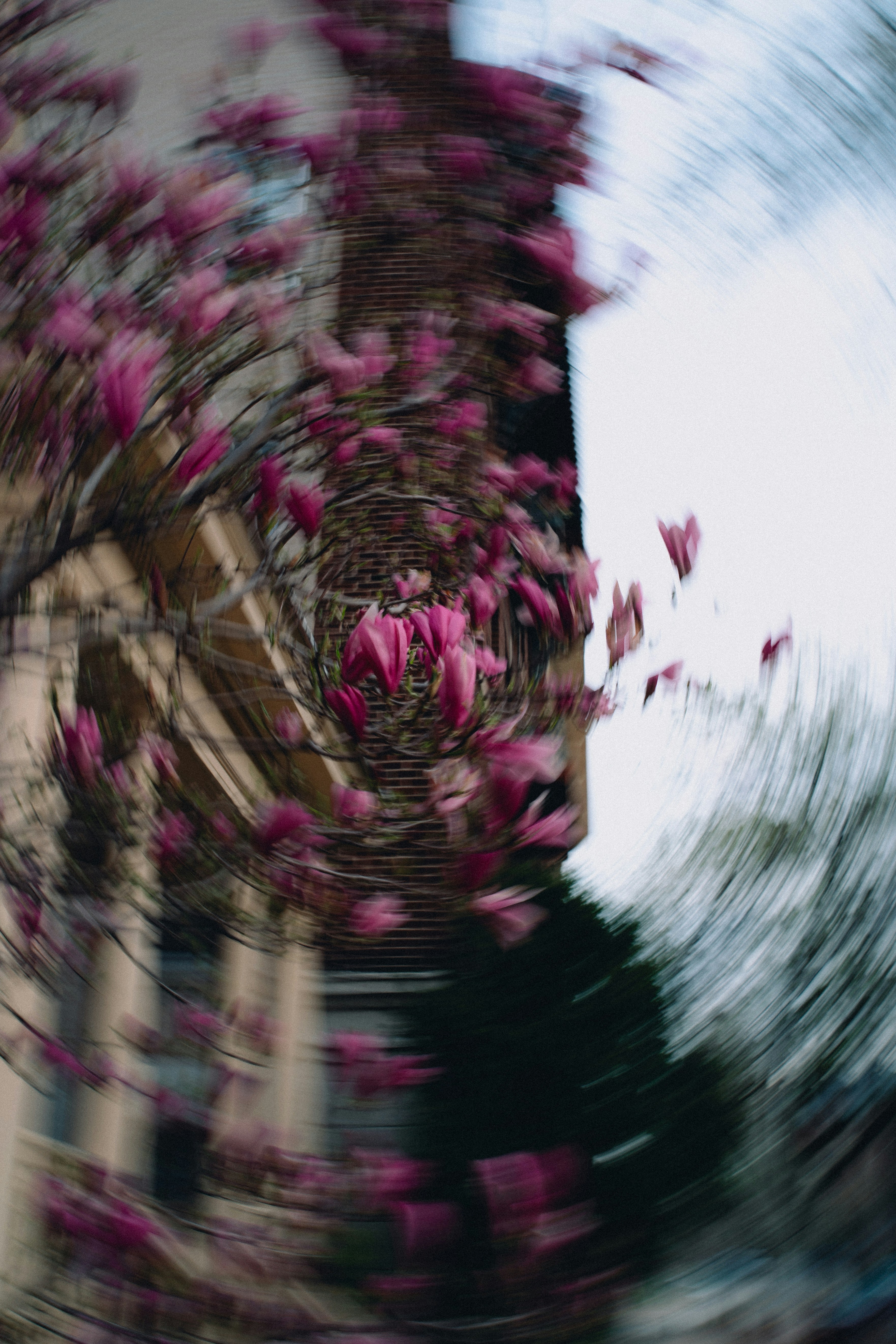 Rosa Magnolienblüten an einem Ast