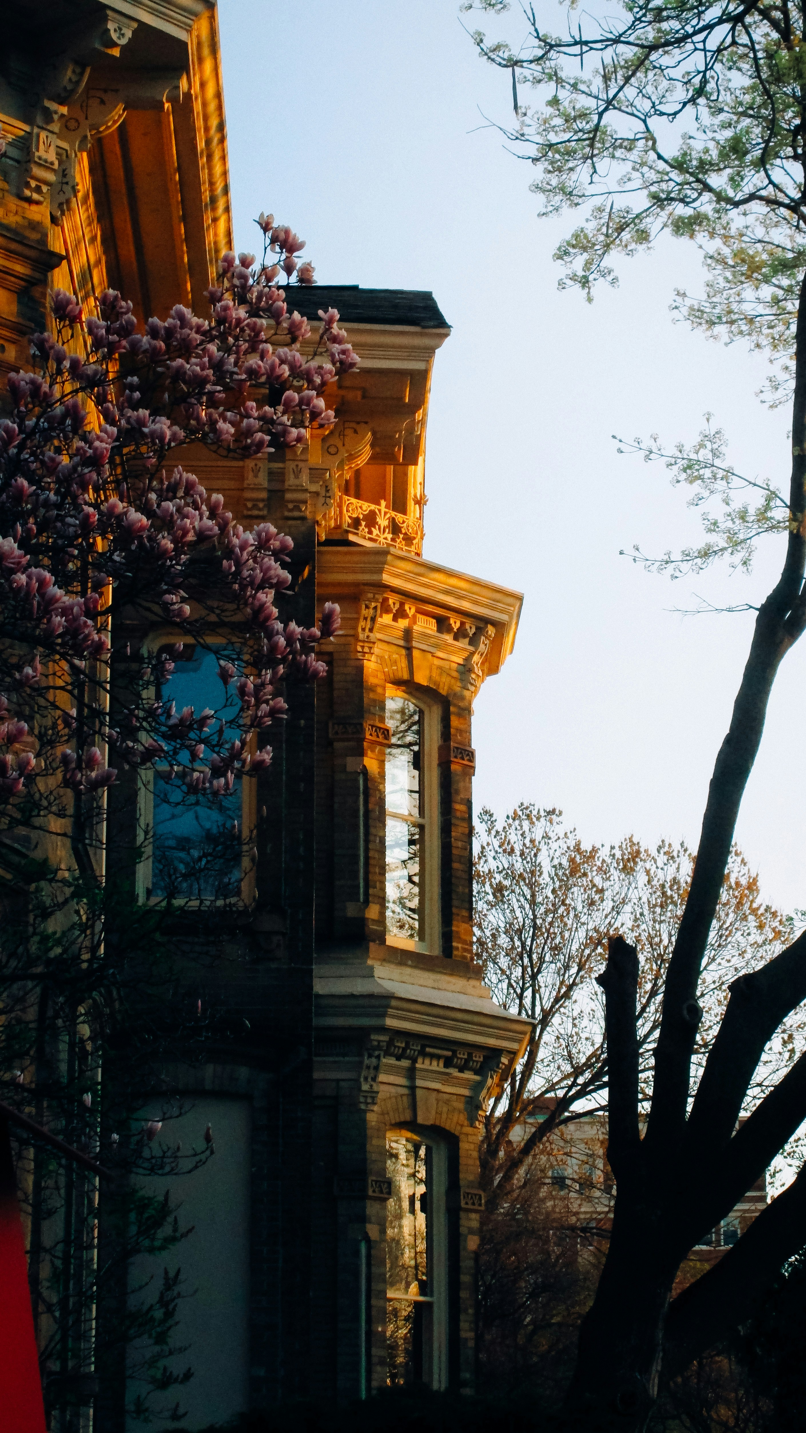 Ornate brick building with blooming tree in sunlight.