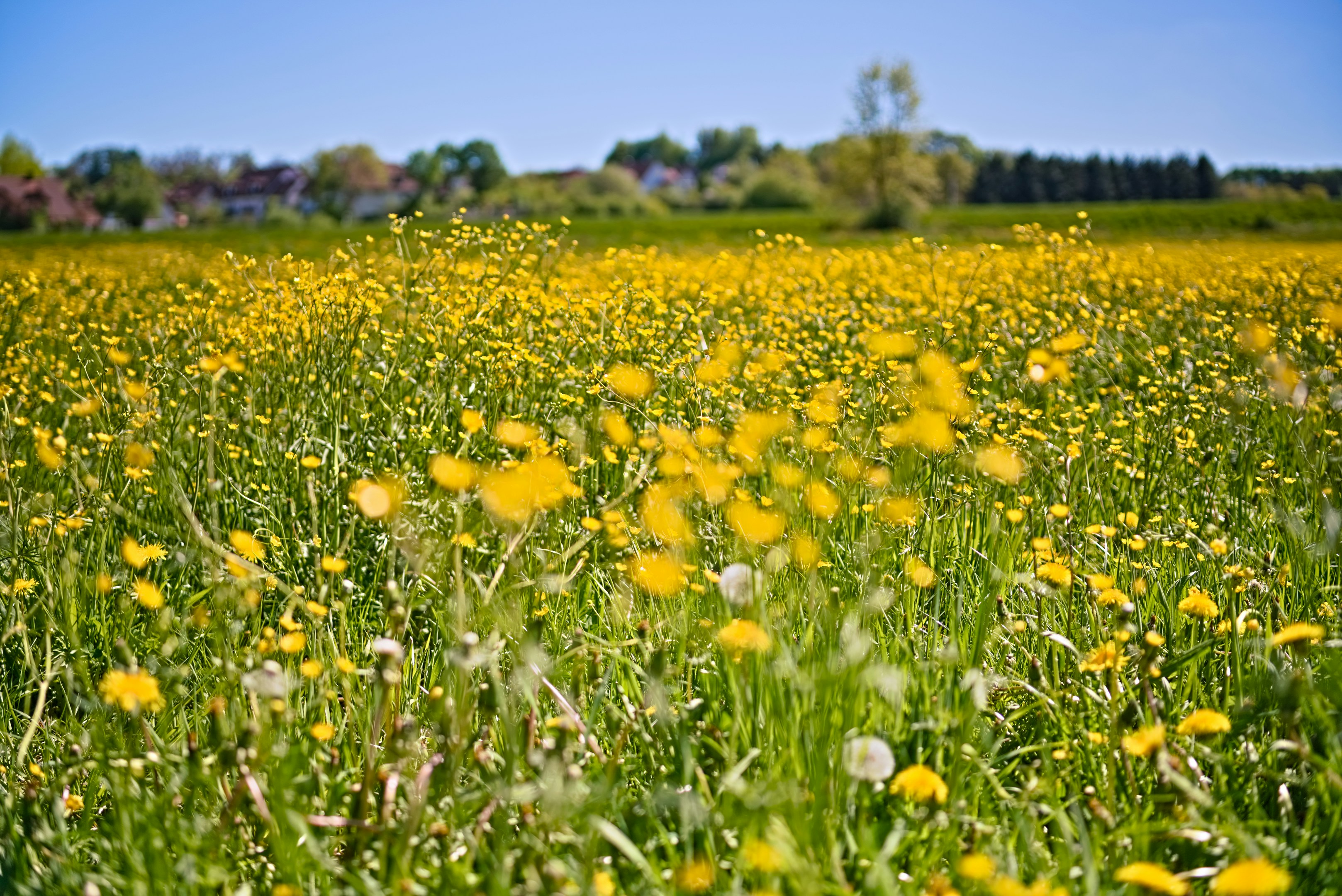 Campo di fiori selvatici gialli sotto un cielo azzurro