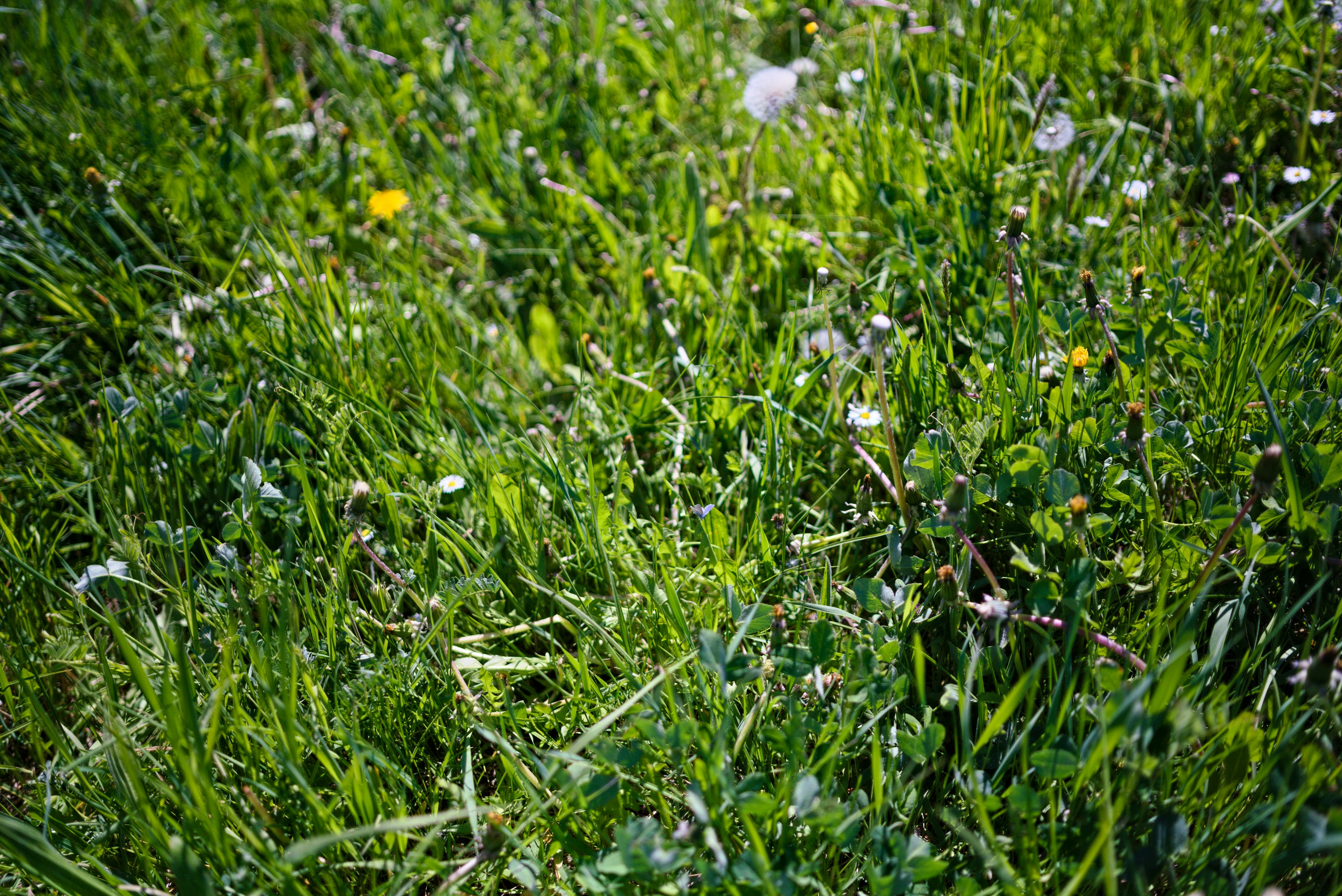 Una vista ravvicinata dell'erba verde con piccoli fiori bianchi.