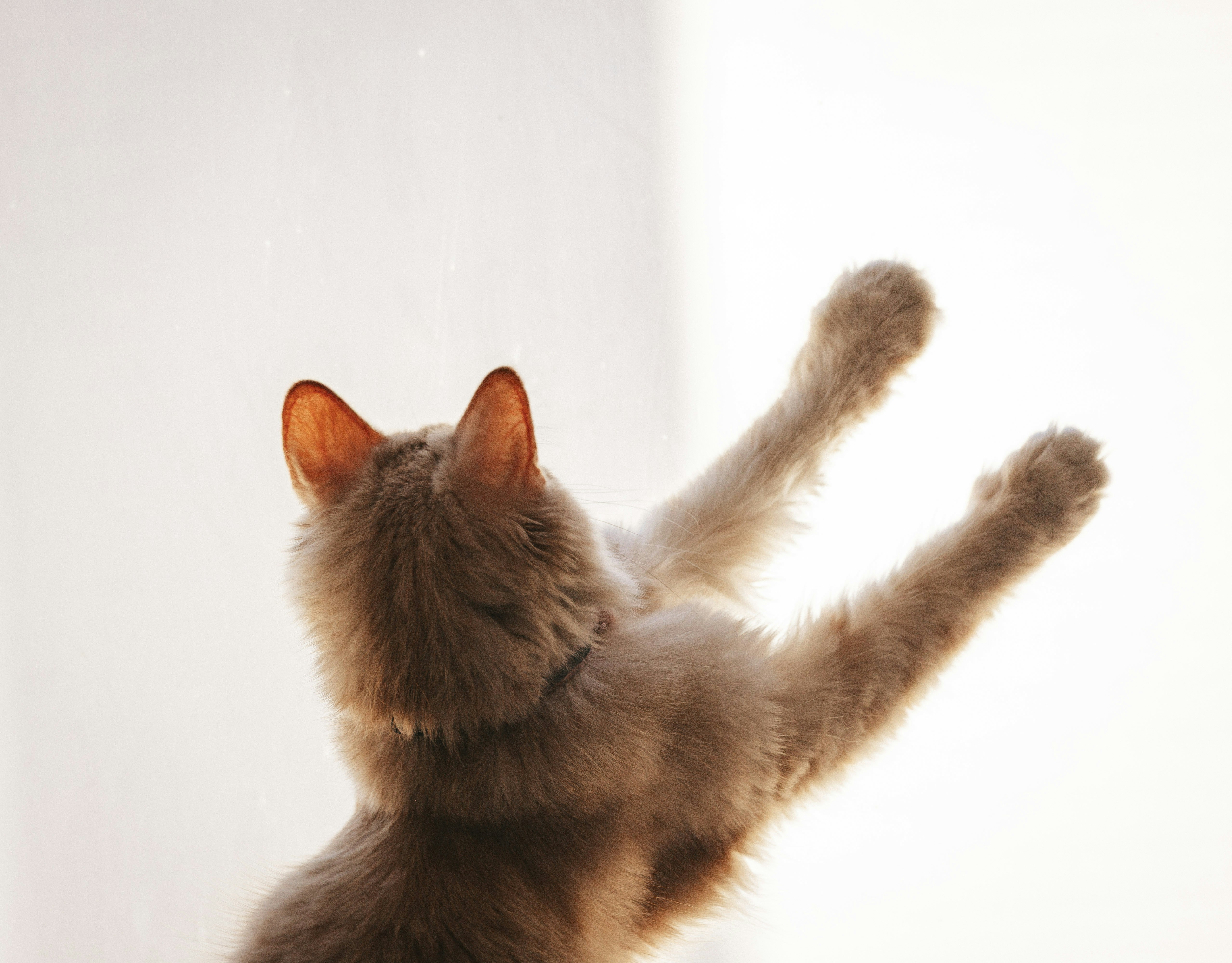 A fluffy cat reaching up with its paws.