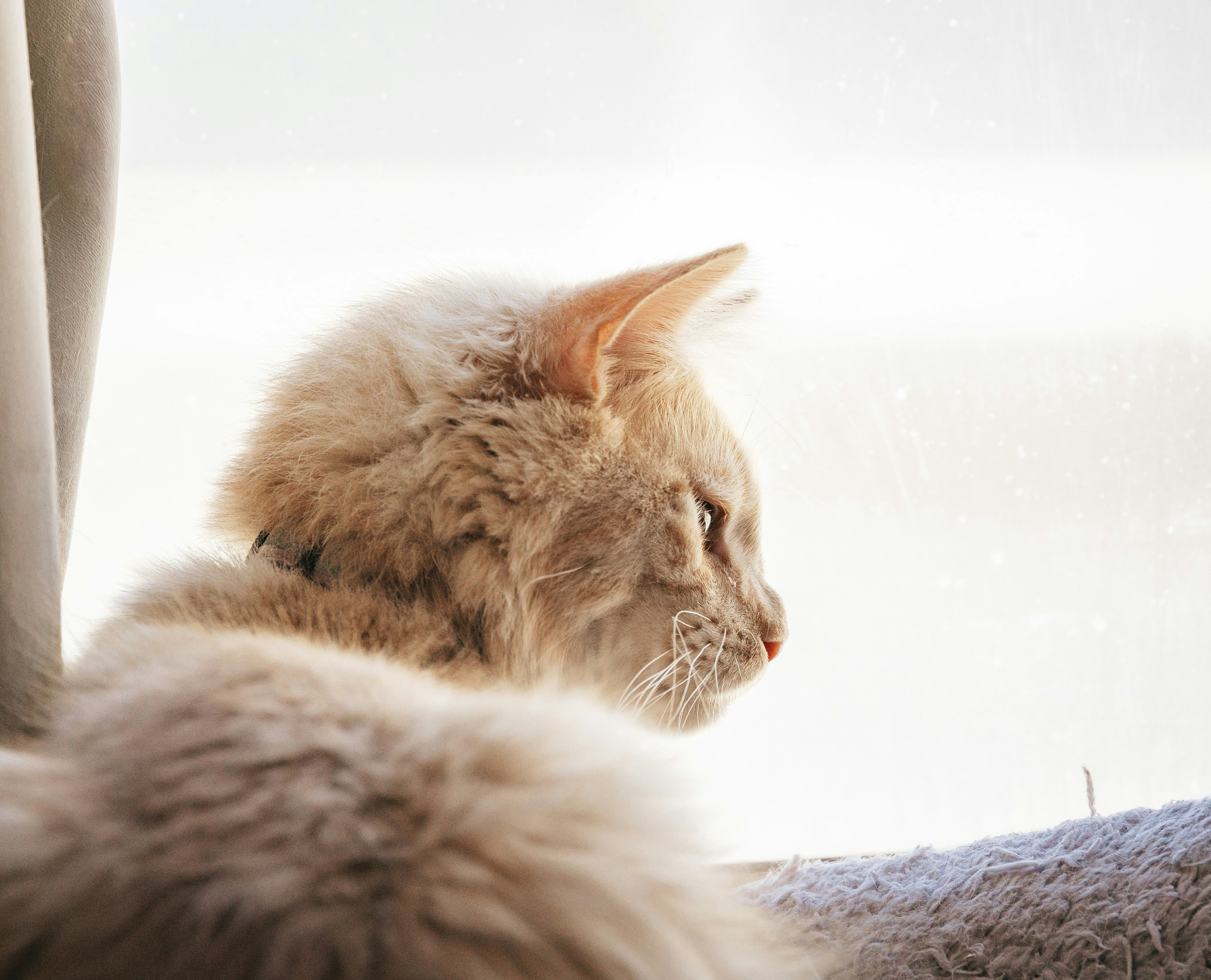 A fluffy cat looks out a window
